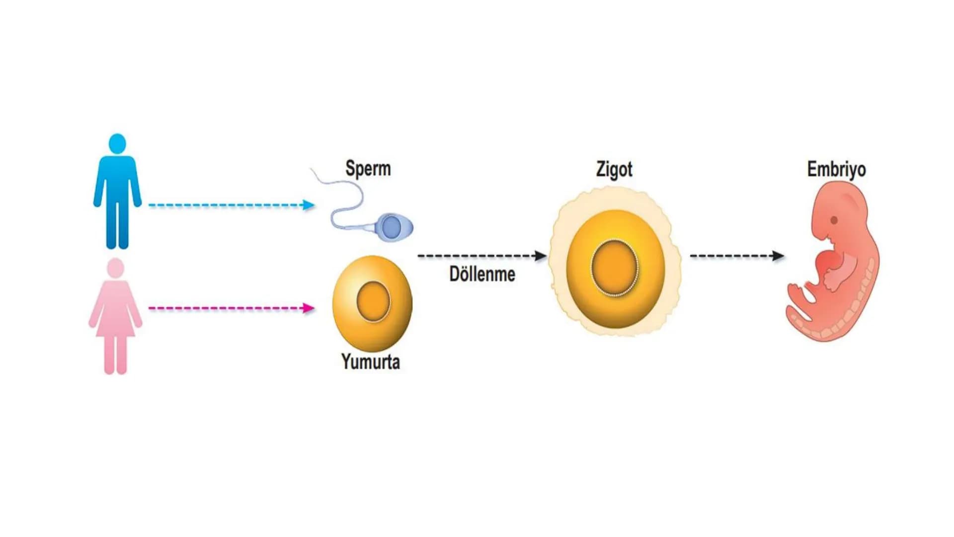 ÜREME SİSTEMİ VE
EMBRİYONİK GELİŞİM ÜREME SİSTEMİNİN YAPI, GÖREV VE İŞLEYİŞİ
•
•
•
Canlıların ortak özelliklerinden birisi de üremedir.
Çok 