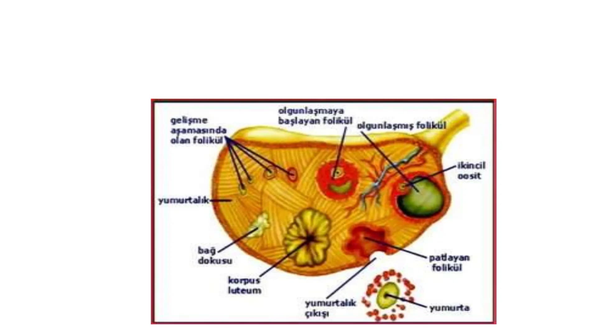 ÜREME SİSTEMİ VE
EMBRİYONİK GELİŞİM ÜREME SİSTEMİNİN YAPI, GÖREV VE İŞLEYİŞİ
•
•
•
Canlıların ortak özelliklerinden birisi de üremedir.
Çok 