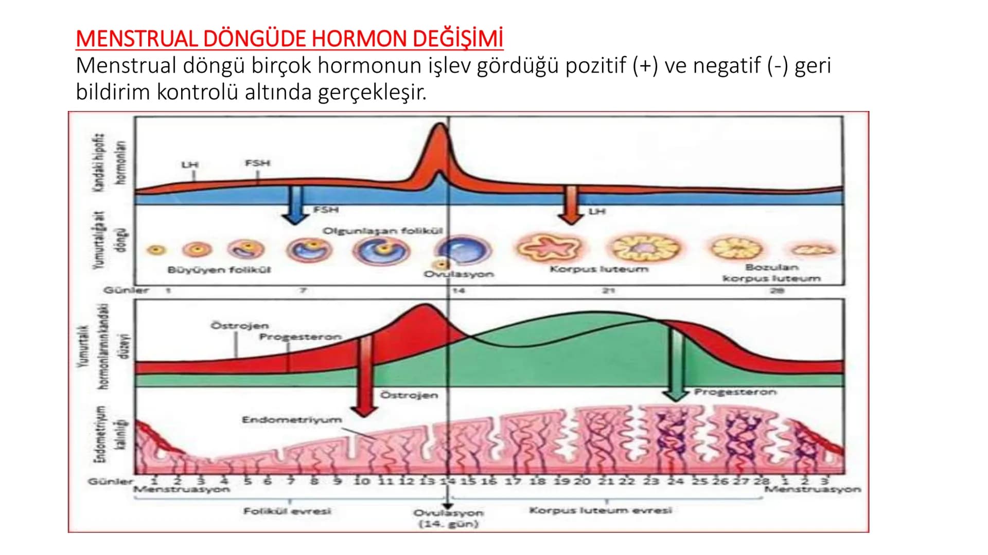 ÜREME SİSTEMİ VE
EMBRİYONİK GELİŞİM ÜREME SİSTEMİNİN YAPI, GÖREV VE İŞLEYİŞİ
•
•
•
Canlıların ortak özelliklerinden birisi de üremedir.
Çok 