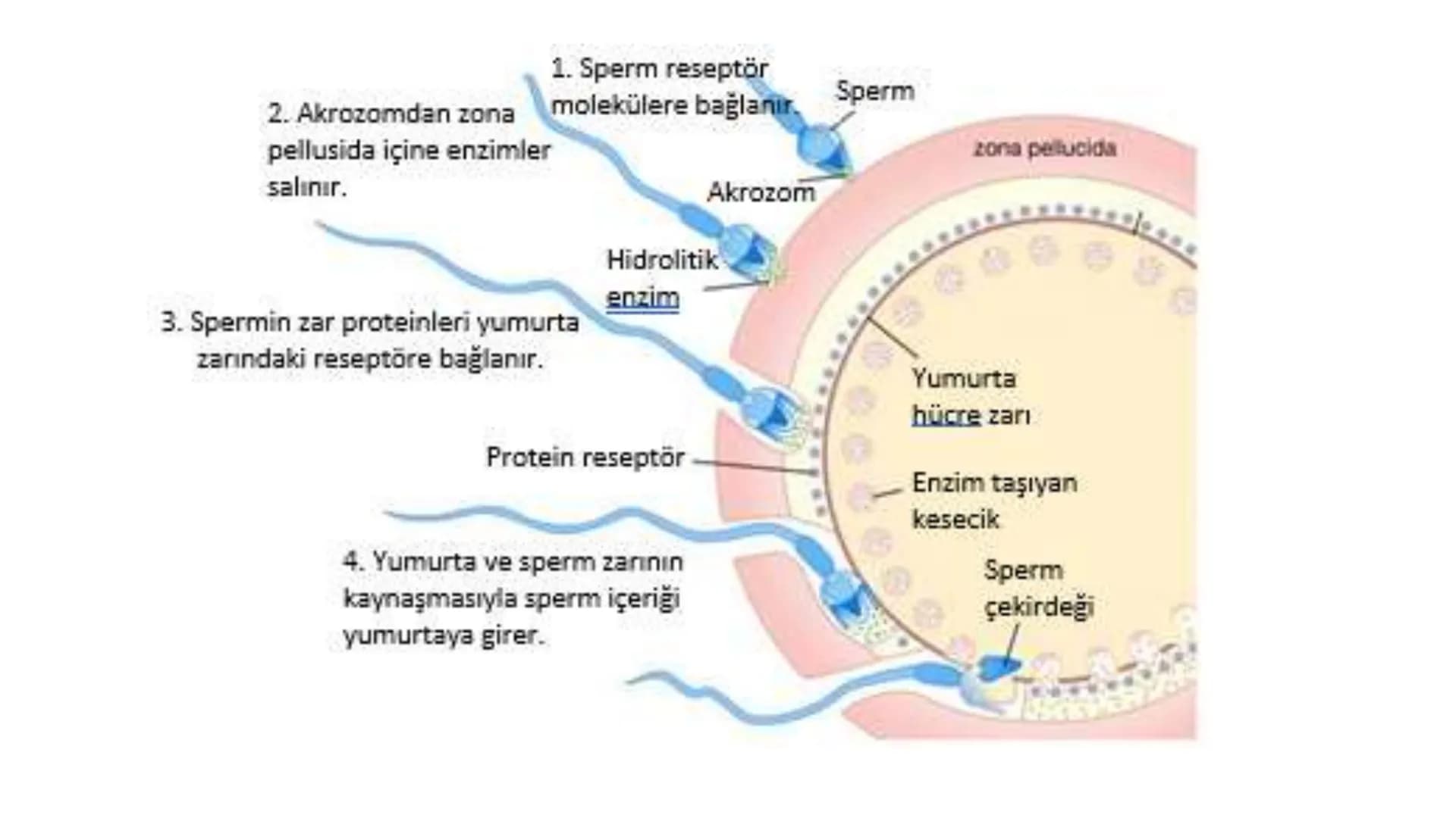 ÜREME SİSTEMİ VE
EMBRİYONİK GELİŞİM ÜREME SİSTEMİNİN YAPI, GÖREV VE İŞLEYİŞİ
•
•
•
Canlıların ortak özelliklerinden birisi de üremedir.
Çok 