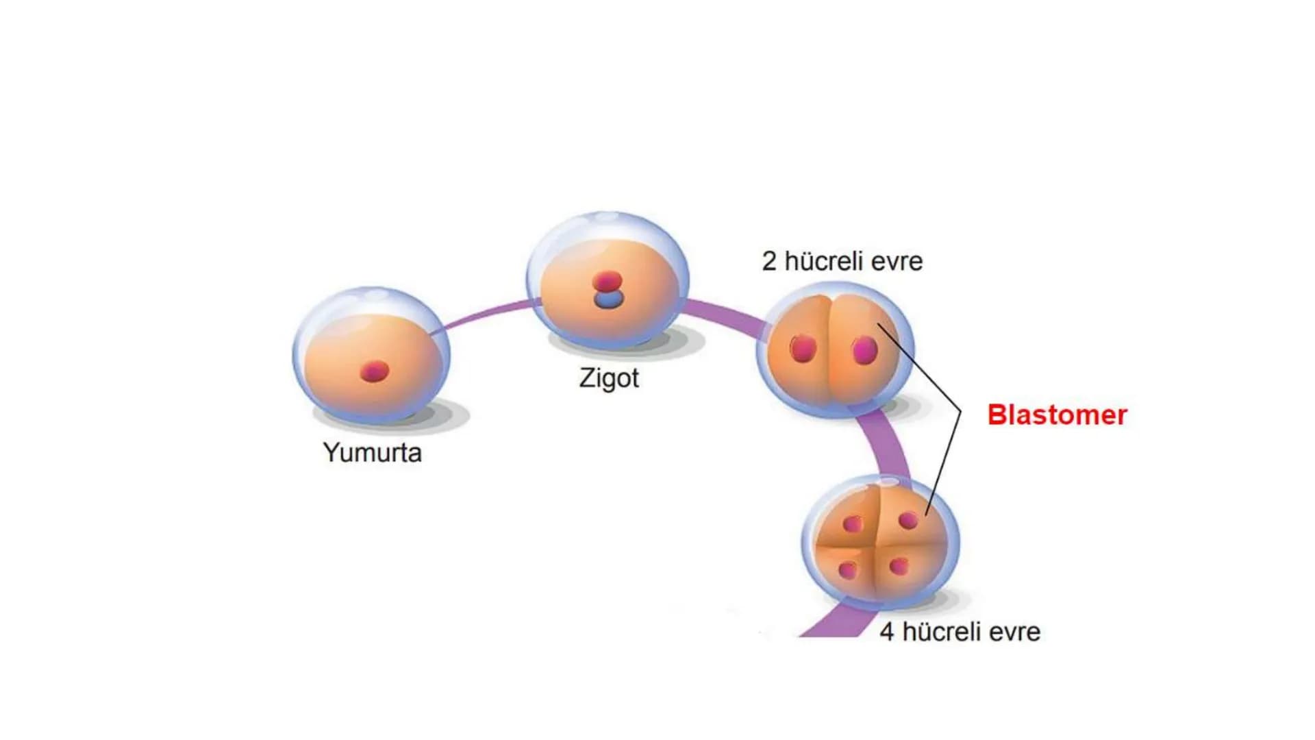 ÜREME SİSTEMİ VE
EMBRİYONİK GELİŞİM ÜREME SİSTEMİNİN YAPI, GÖREV VE İŞLEYİŞİ
•
•
•
Canlıların ortak özelliklerinden birisi de üremedir.
Çok 