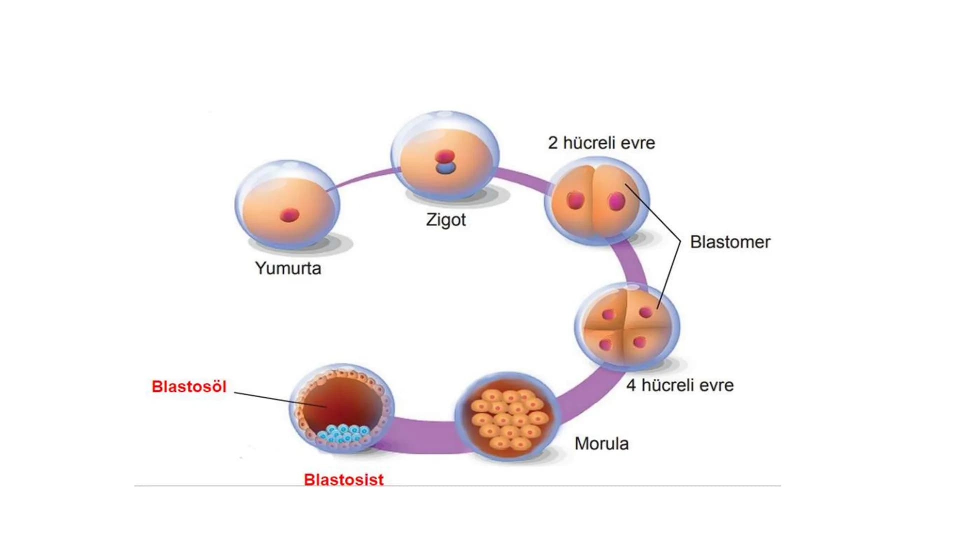 ÜREME SİSTEMİ VE
EMBRİYONİK GELİŞİM ÜREME SİSTEMİNİN YAPI, GÖREV VE İŞLEYİŞİ
•
•
•
Canlıların ortak özelliklerinden birisi de üremedir.
Çok 