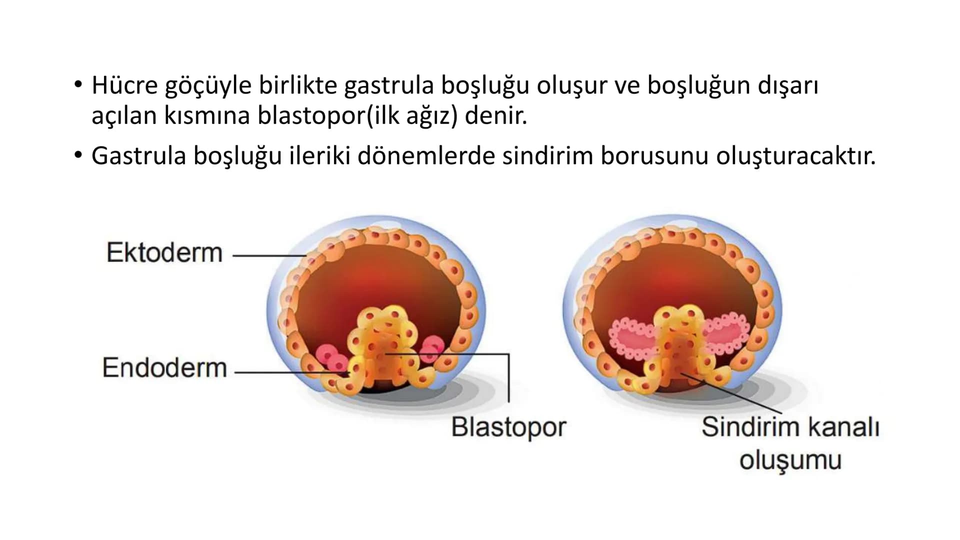 ÜREME SİSTEMİ VE
EMBRİYONİK GELİŞİM ÜREME SİSTEMİNİN YAPI, GÖREV VE İŞLEYİŞİ
•
•
•
Canlıların ortak özelliklerinden birisi de üremedir.
Çok 