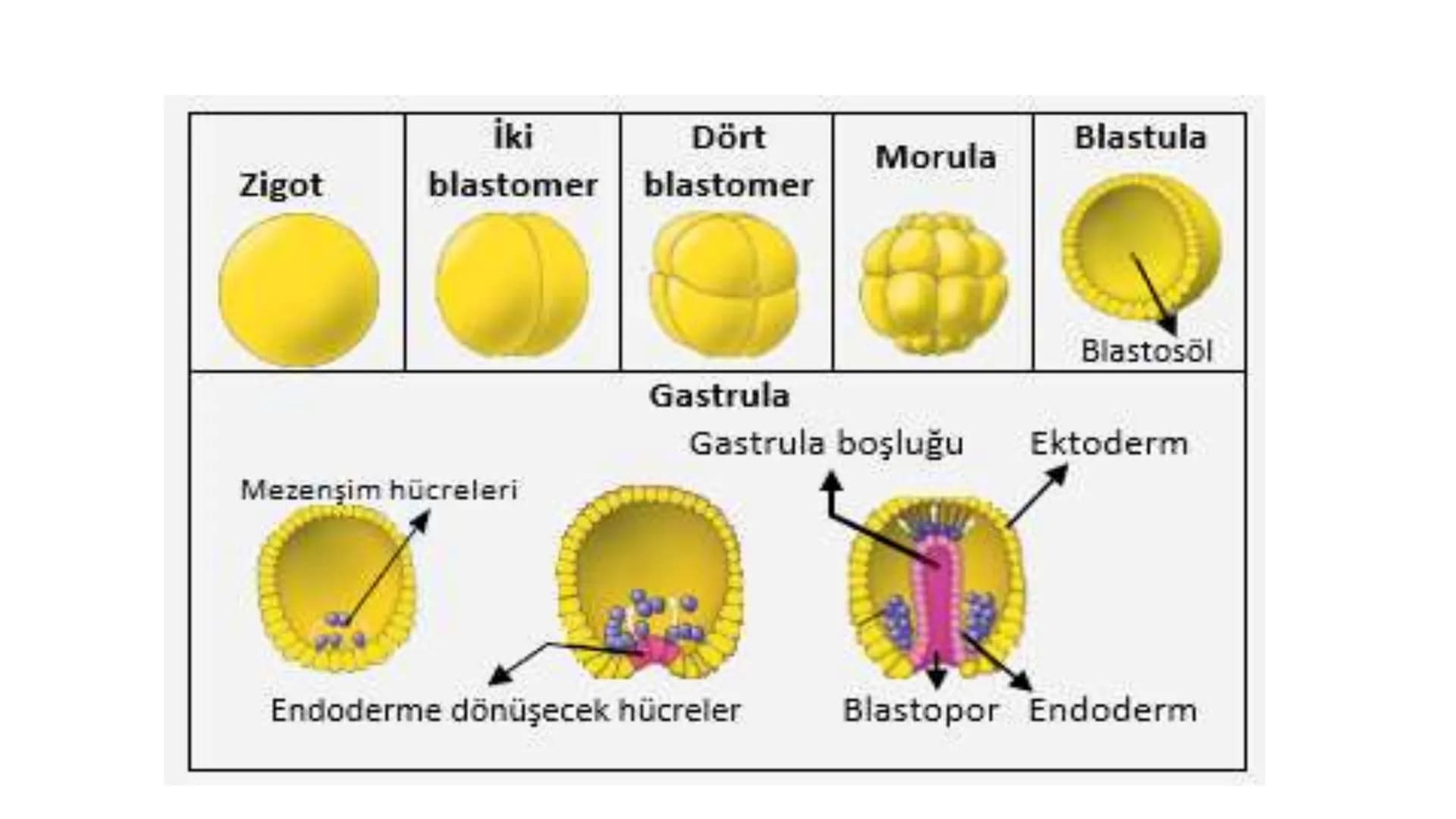 ÜREME SİSTEMİ VE
EMBRİYONİK GELİŞİM ÜREME SİSTEMİNİN YAPI, GÖREV VE İŞLEYİŞİ
•
•
•
Canlıların ortak özelliklerinden birisi de üremedir.
Çok 