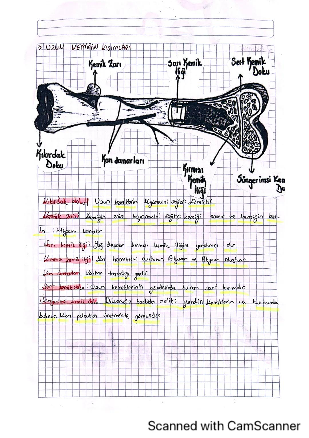 > U2WN KEMIGIN KISIMLARI
Kemik Zari
San Kemik
ingi
Sert Kemik
Doku
Kıkırdak
Doku
Kan damarları
Kırmız
Kemily
Süngerimsi Kea
iliği
kemiğin be