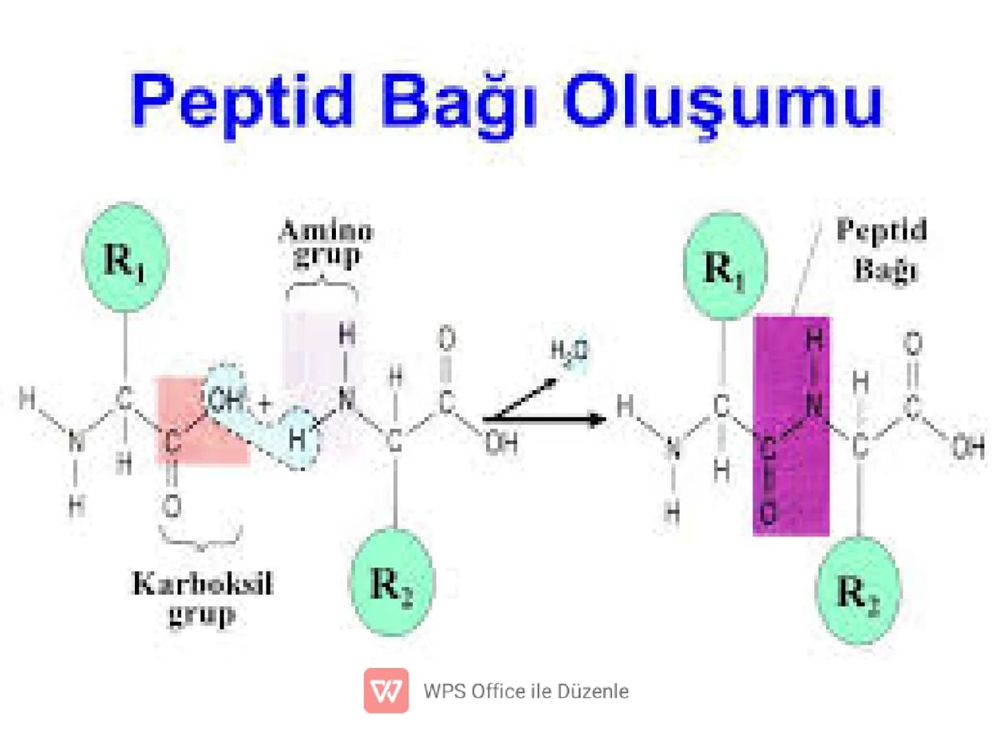 PROTEIN
ICEREN
BESINLER
WWPS Office ile Düzenle 3) PROTEİNLER
✓ Canlıların yapısında en fazla bulunan organik moleküldür.
✔ Yapısında C, H, 