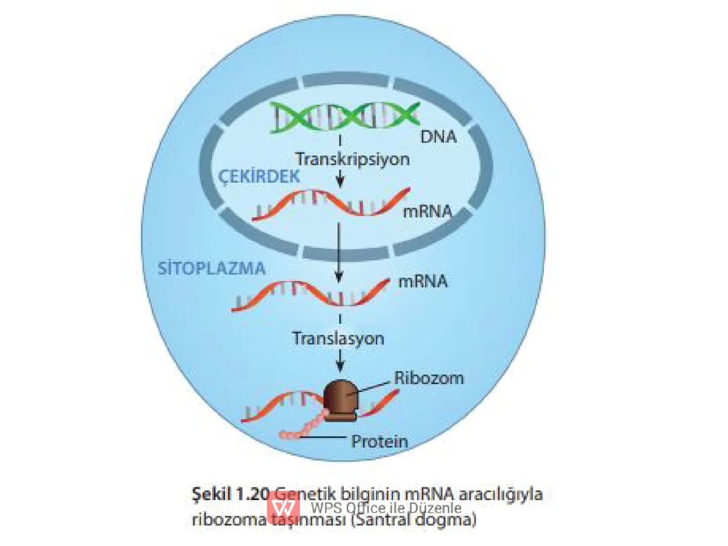 PROTEIN
ICEREN
BESINLER
WWPS Office ile Düzenle 3) PROTEİNLER
✓ Canlıların yapısında en fazla bulunan organik moleküldür.
✔ Yapısında C, H, 