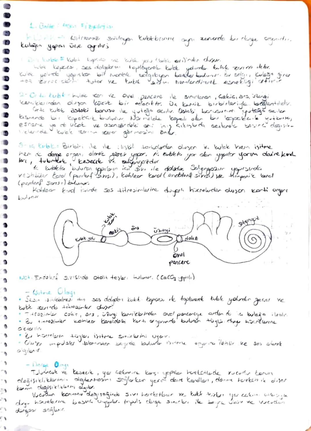 DUYU ORGAN BARI
Reseptor Duyu Stanbandbla uxoribri degibnodo gonepli don 021 hücreler topluluğudur.
Duy organlarida reseptorler;
* Falbresep