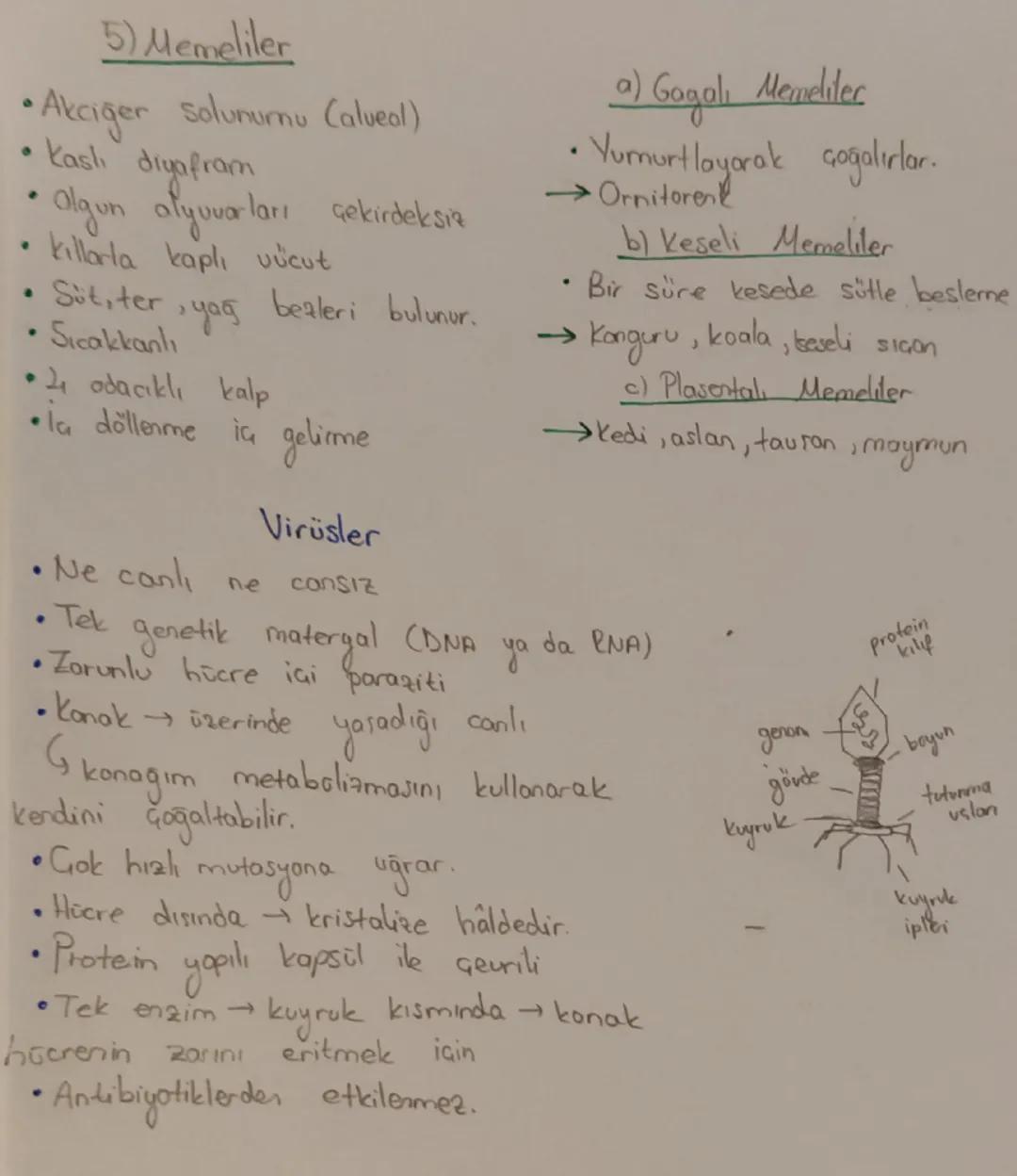 Yapay (Ampirik) Smitlandirma
dis görünüş, yaşadığı ortam
CANLILARIN SINIFLANDIRILMASI
Prokaryotlar Alemi
Hücre duvarı →Peptidoglikan
→Polisa