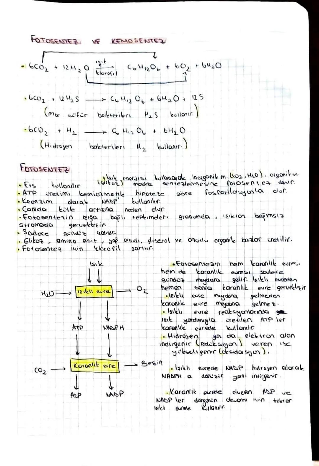 FOTOSENTEZ VE KEMO SENTEZ
6002
+
12420
C6H12O6 + 602 +64₂0
klorofil
16002
↑
12 H₂S —C6 1.2 % + 6H2O + 125
(mor sulfür
bakteriler Has kullanı