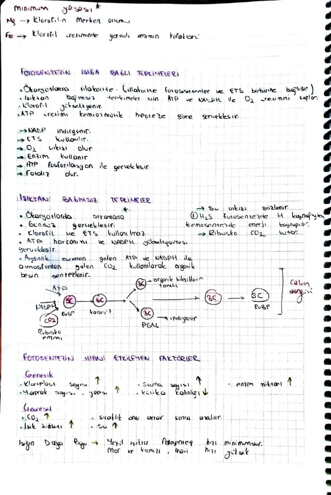 FOTOSENTEZ VE KEMO SENTEZ
6002
+
12420
C6H12O6 + 602 +64₂0
klorofil
16002
↑
12 H₂S —C6 1.2 % + 6H2O + 125
(mor sulfür
bakteriler Has kullanı