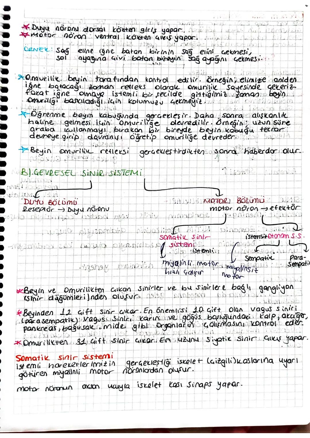 *Duyu nöronu dorsal kökten girls yapar. ove di comic
*motor nöron ventral kökten alvis yapar.
DANEK: Sag
eline igne batan birinin sağ elini 