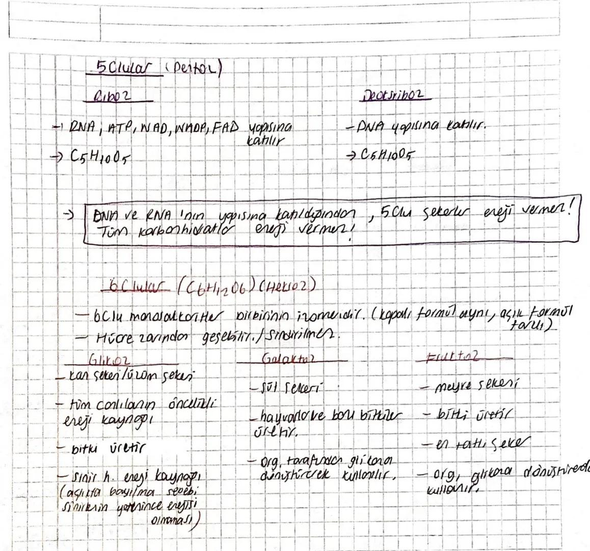 monojakkarit
hidroliz edilemen.
-en küşük seker / nice 20inson direkt geser
-Solusum rear,yonuyla yıkılır ve eresi venir (5 clular disinda)
