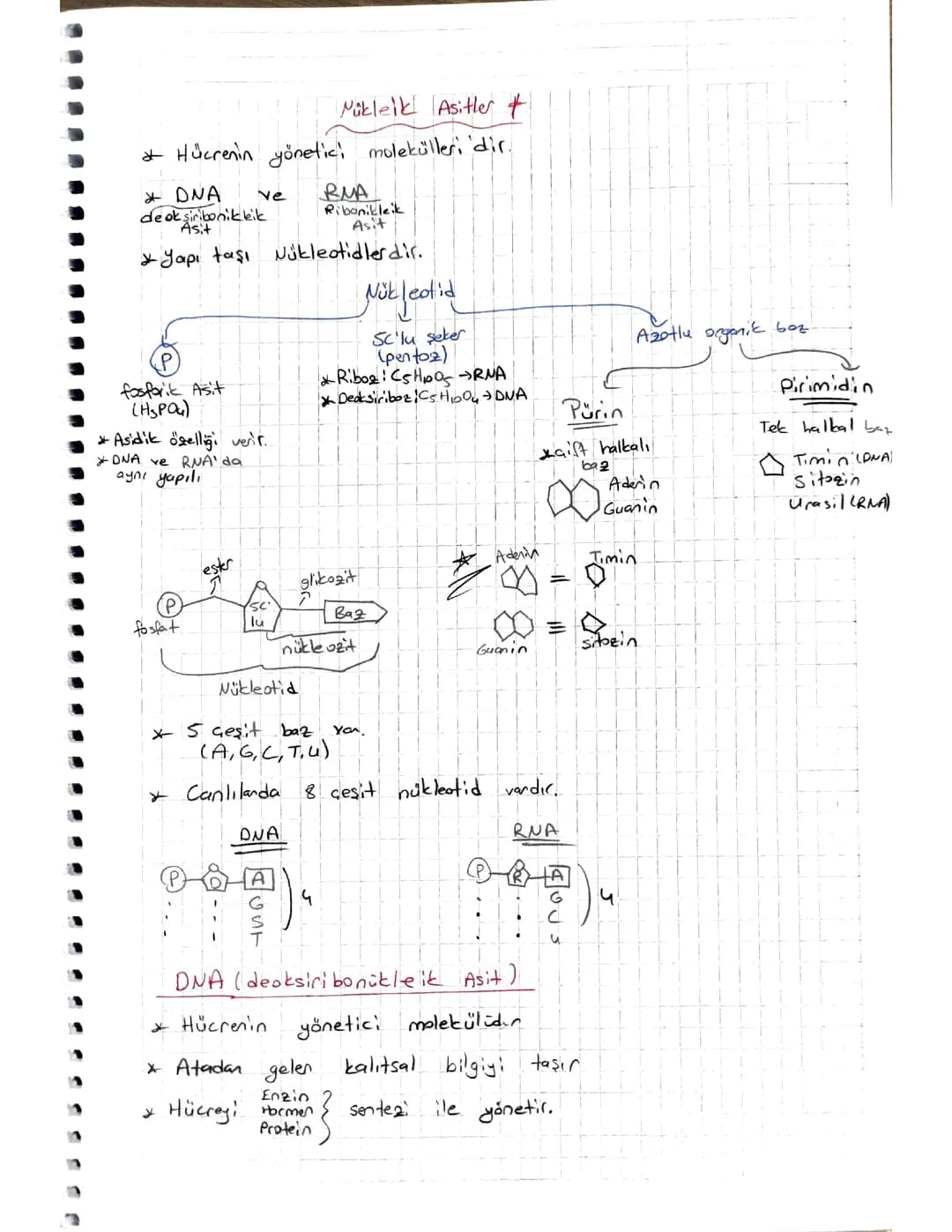 Nükleik Asitler: DNA ve RNA'nın Yapısı ve Görevleri