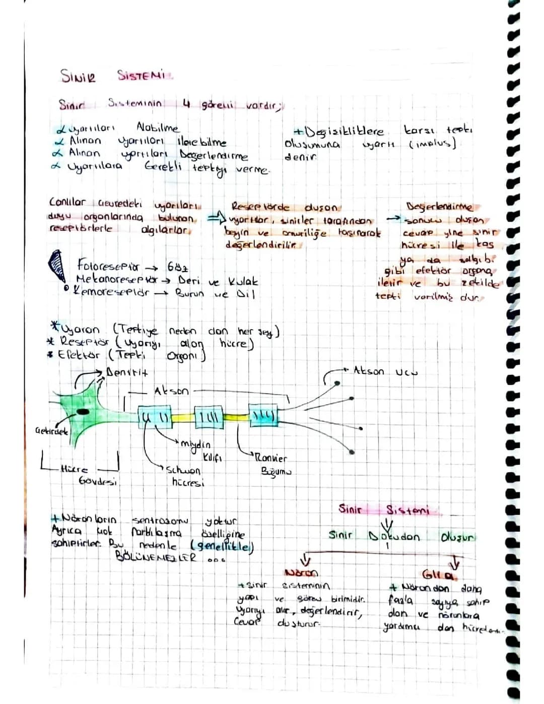 11. Sınıf Biyoloji Sinir Sistemi Özet ve Testler PDF