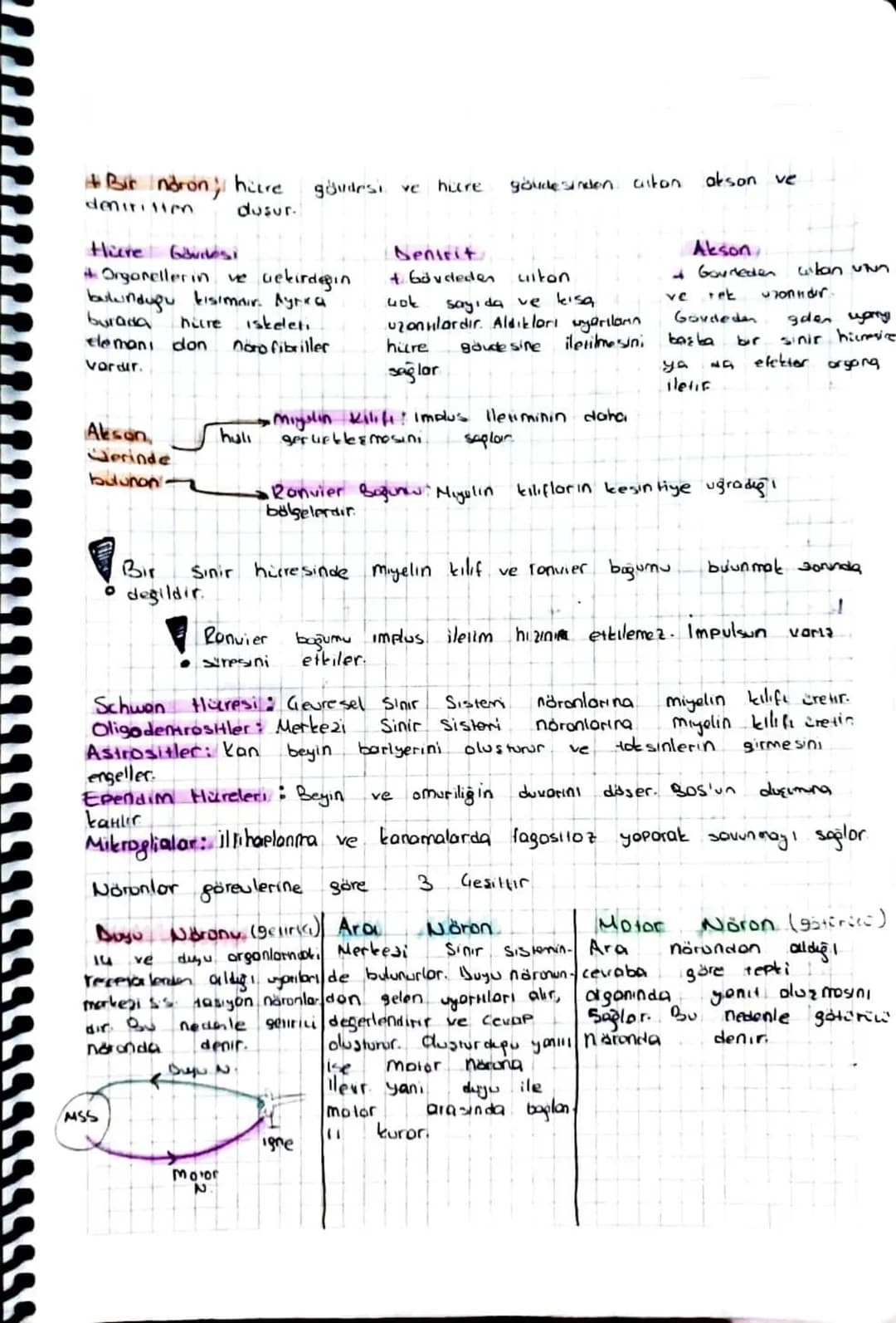 SINIR SISTEMI
Sinir Sisteminin 4 göreni vardir
Luyarıları Alabilme
Alinan yartilor ilere bilme
Alinan yorları Değerlendirme
Gerekli tepky, v