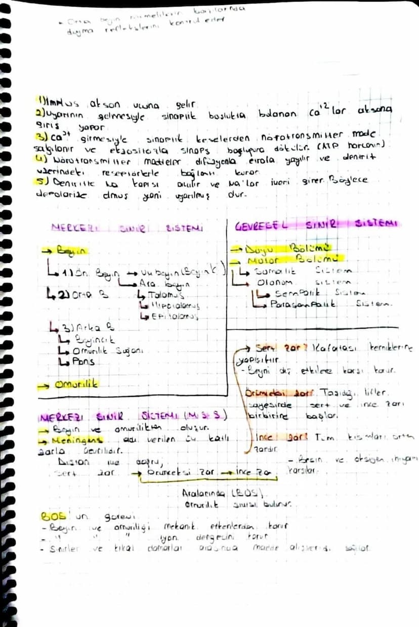 SINIR SISTEMI
Sinir Sisteminin 4 göreni vardir
Luyarıları Alabilme
Alinan yartilor ilere bilme
Alinan yorları Değerlendirme
Gerekli tepky, v