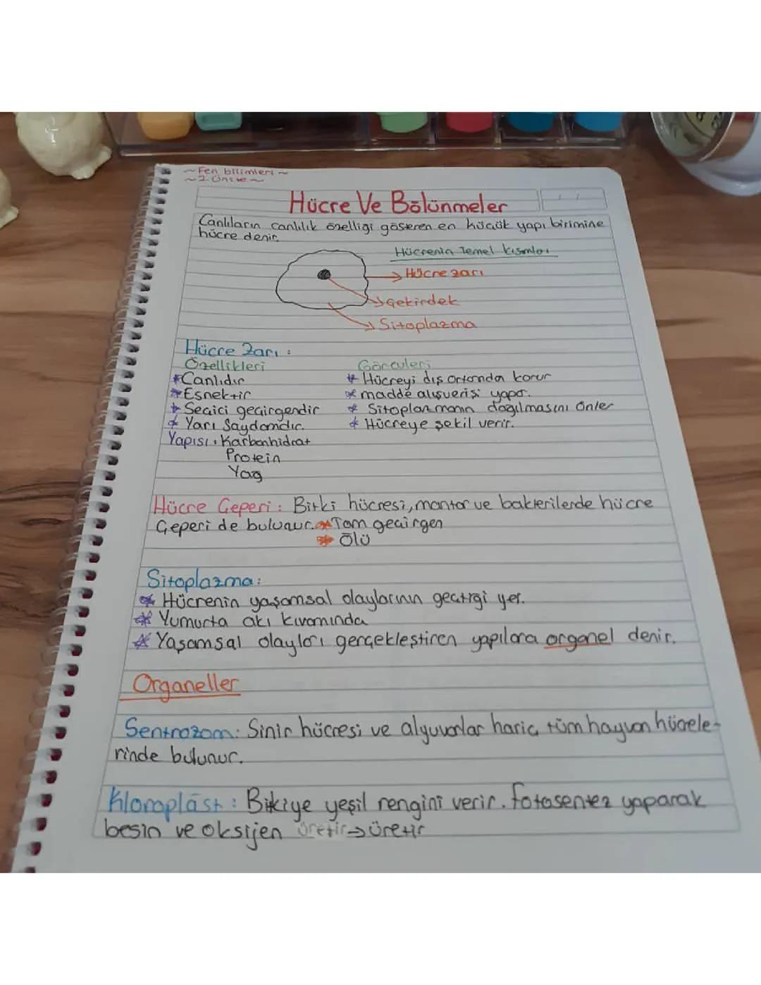 hücre ve bölünmeler