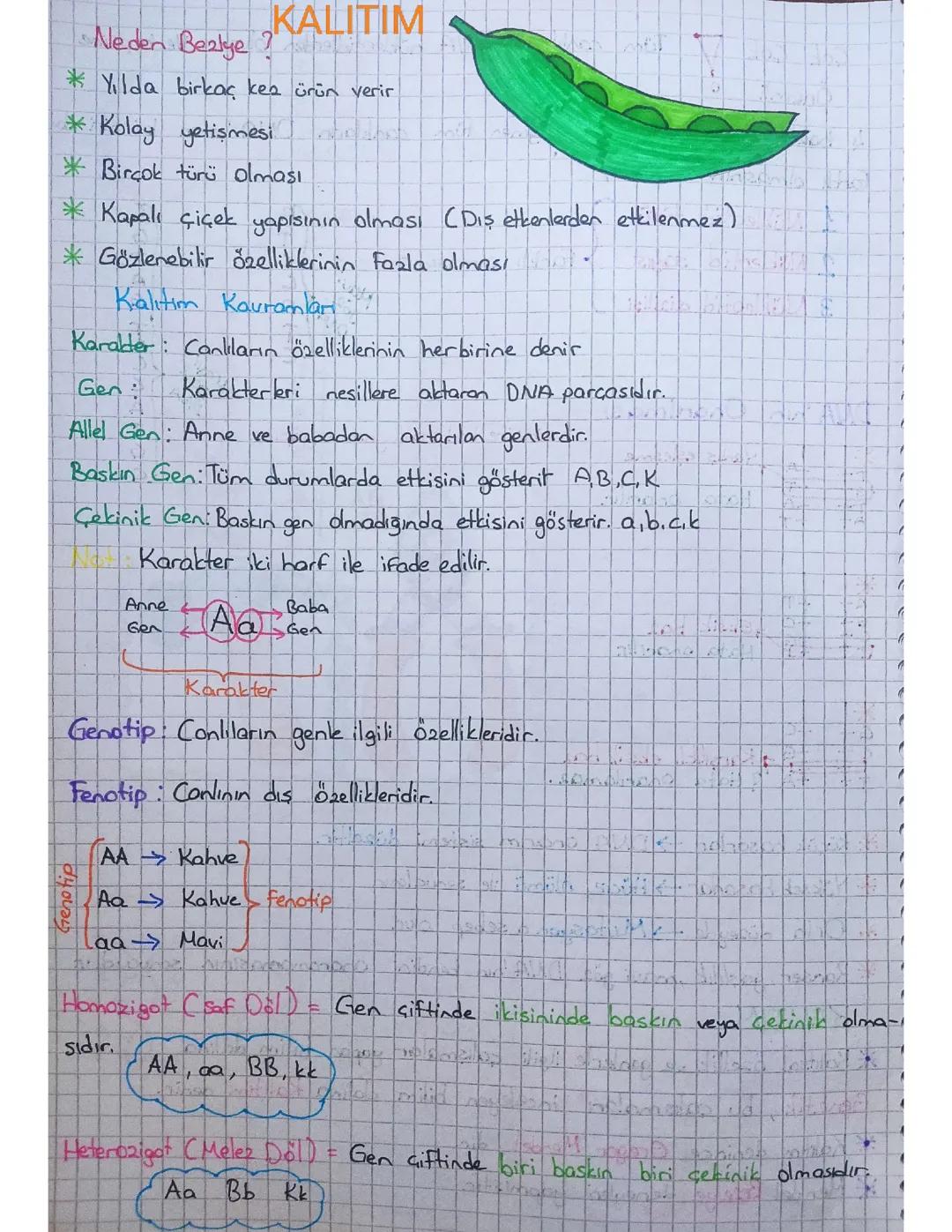 Kalıtım ve Genetik Çaprazlama: Bezelye Deneyi