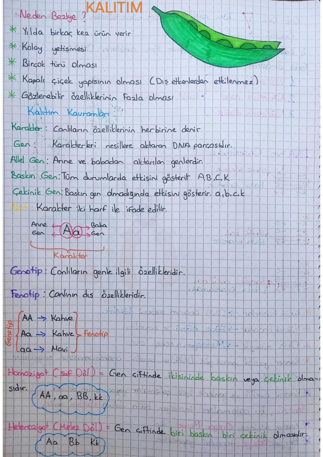 Neden Bezlye?
KALITIM
Yılda birkaç kez ürün verir
*Kolay yetişmesi
Birçok türü olması
*Kapalı çiçek yapısının olması (Dış etkenlerden etkile