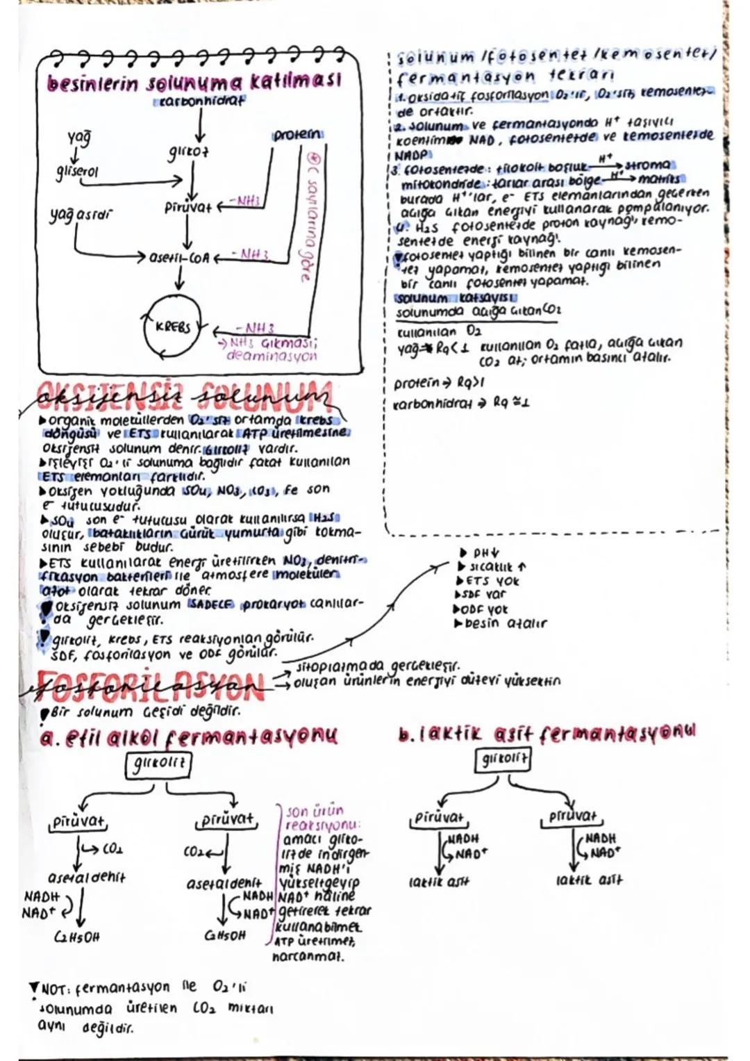 fotosentez
6C02 +12H20
→C6H12O6 + 602 + 620
(Oa'nin ('u besinin yapısına,
HO'nun O'su atmosfere
Her fotosentet reaksiyonunda oksigen açığa c