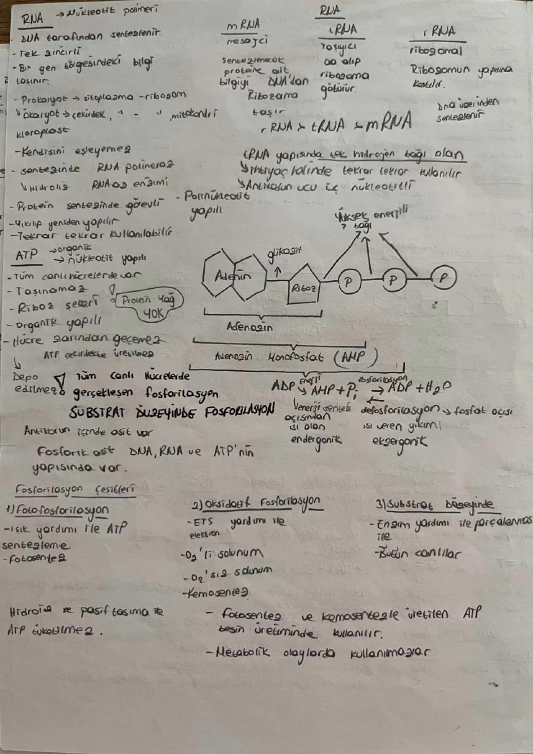 Proteinler
organiktirm
-Enerji verirler ve yapıya katılırlar
→20 çeşit (aa)
Amino asit yopis
vardır
H
3-sirodo
(aq)'in
Agot
-Düsenleyiciler
