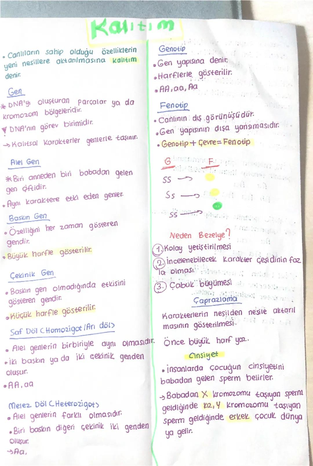 # Kalıtım

- Canlıların sahip olduğu özelliklerin
yeni nesillere aktarlmasına kalıtım
denir.

## Gen

*DNA'yı oluşturan parçalar ya da
kromo