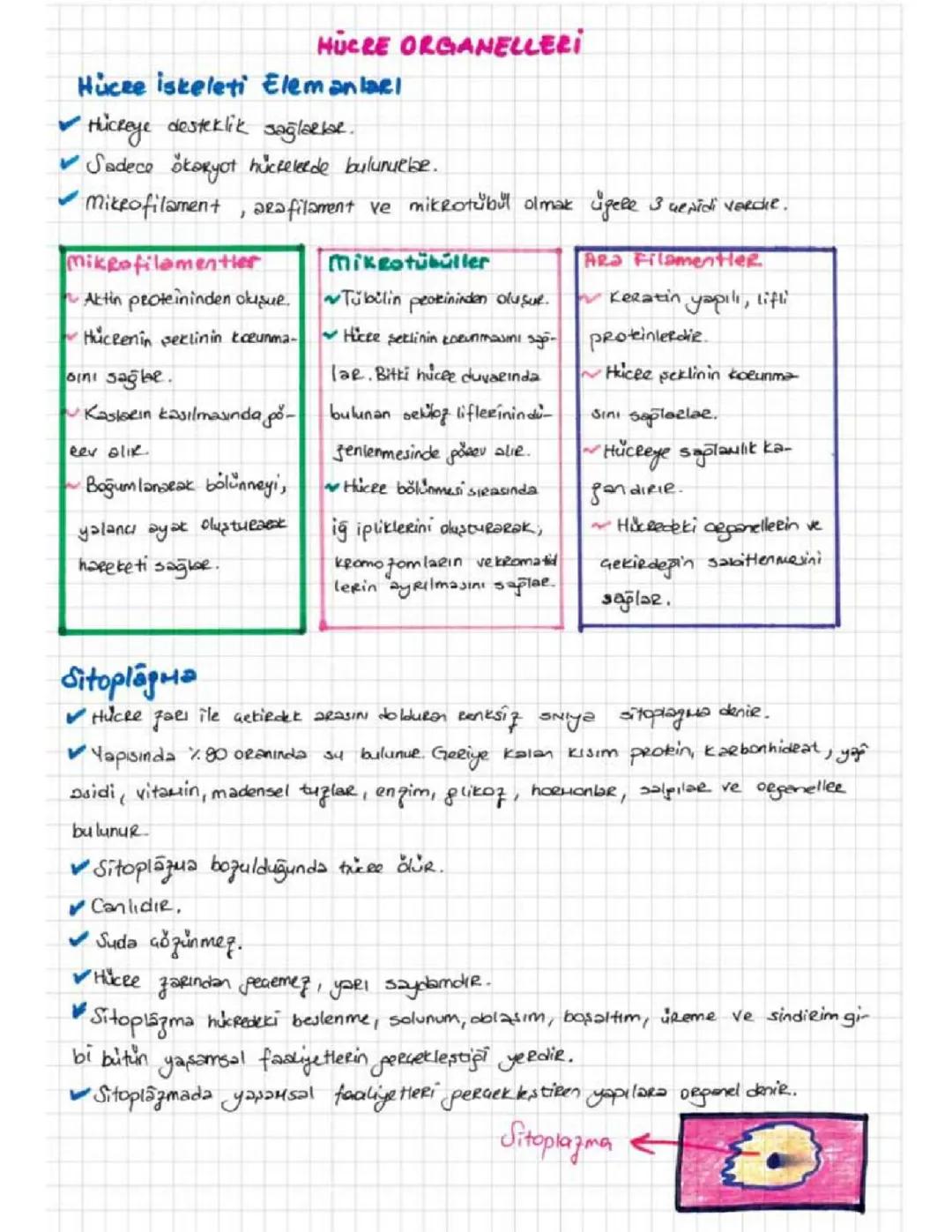 TYT BİYOLOJİ HÜCRE ORGANELLERİ