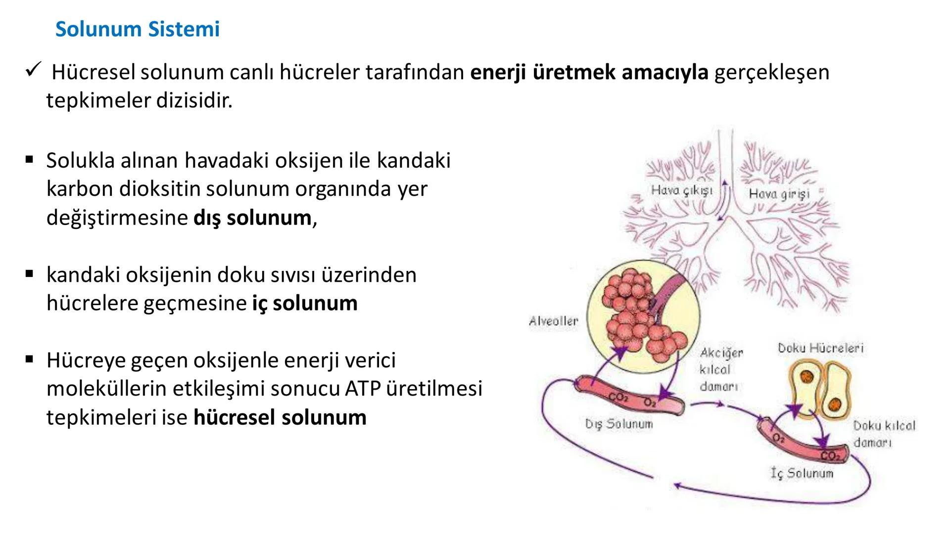 Solunum Sistemi
✓ Hücresel solunum canlı hücreler tarafından enerji üretmek amacıyla gerçekleşen
tepkimeler dizisidir.
■ Solukla alınan hava