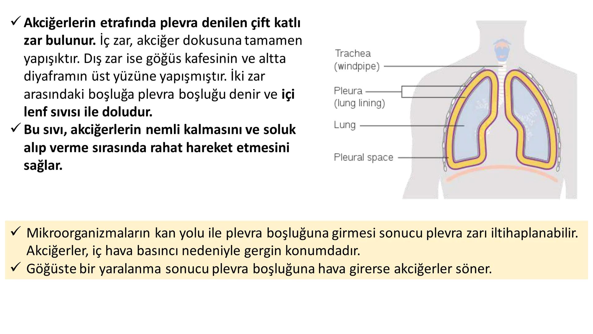 Solunum Sistemi
✓ Hücresel solunum canlı hücreler tarafından enerji üretmek amacıyla gerçekleşen
tepkimeler dizisidir.
■ Solukla alınan hava