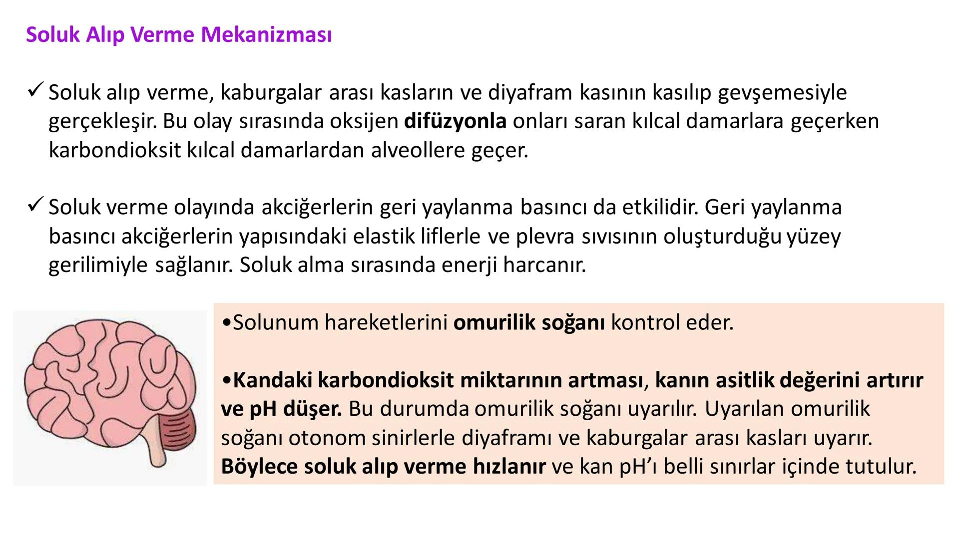 Solunum Sistemi
✓ Hücresel solunum canlı hücreler tarafından enerji üretmek amacıyla gerçekleşen
tepkimeler dizisidir.
■ Solukla alınan hava