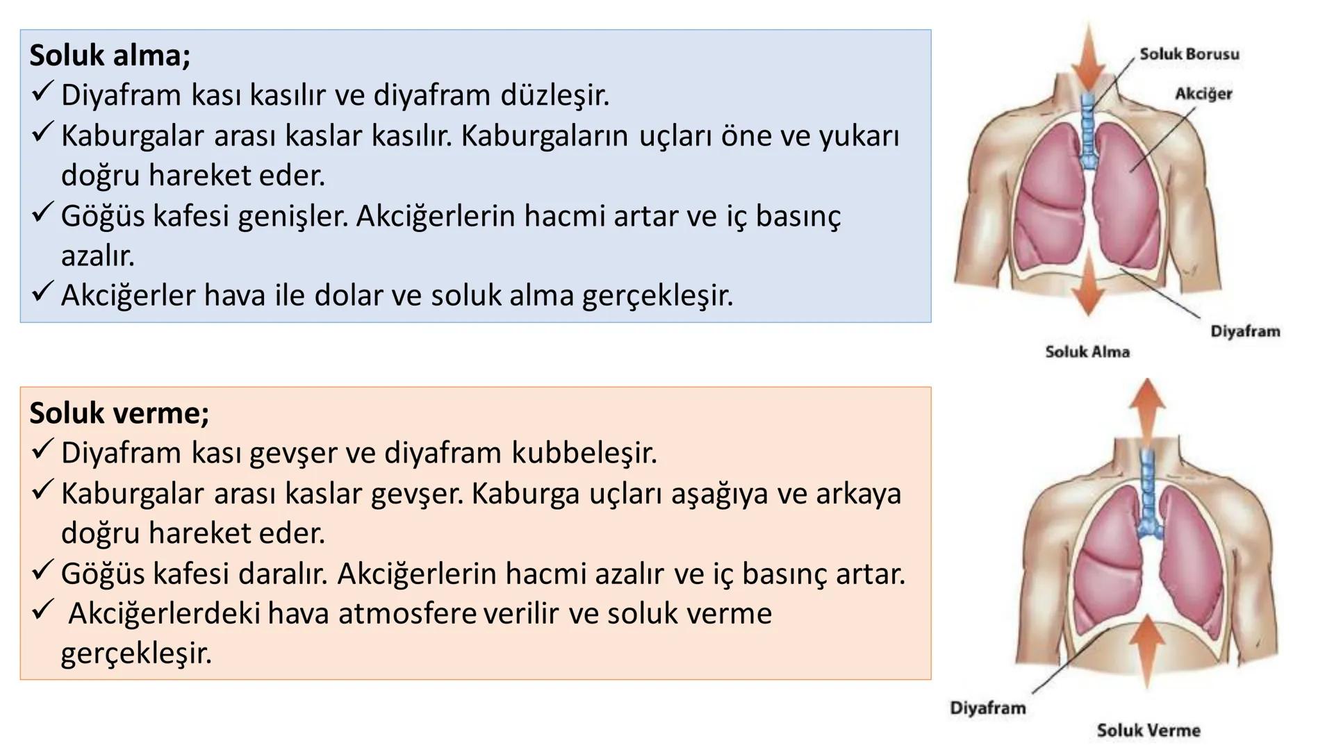 Solunum Sistemi
✓ Hücresel solunum canlı hücreler tarafından enerji üretmek amacıyla gerçekleşen
tepkimeler dizisidir.
■ Solukla alınan hava