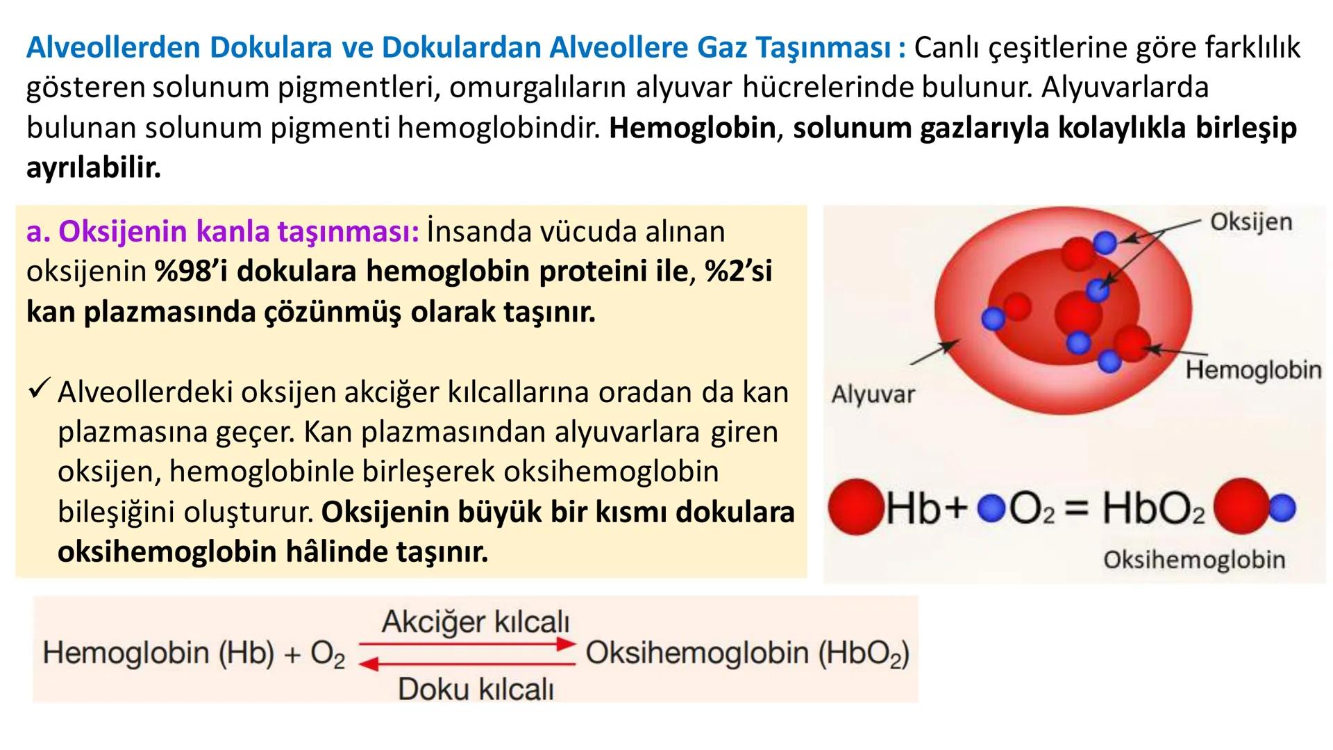 Solunum Sistemi
✓ Hücresel solunum canlı hücreler tarafından enerji üretmek amacıyla gerçekleşen
tepkimeler dizisidir.
■ Solukla alınan hava