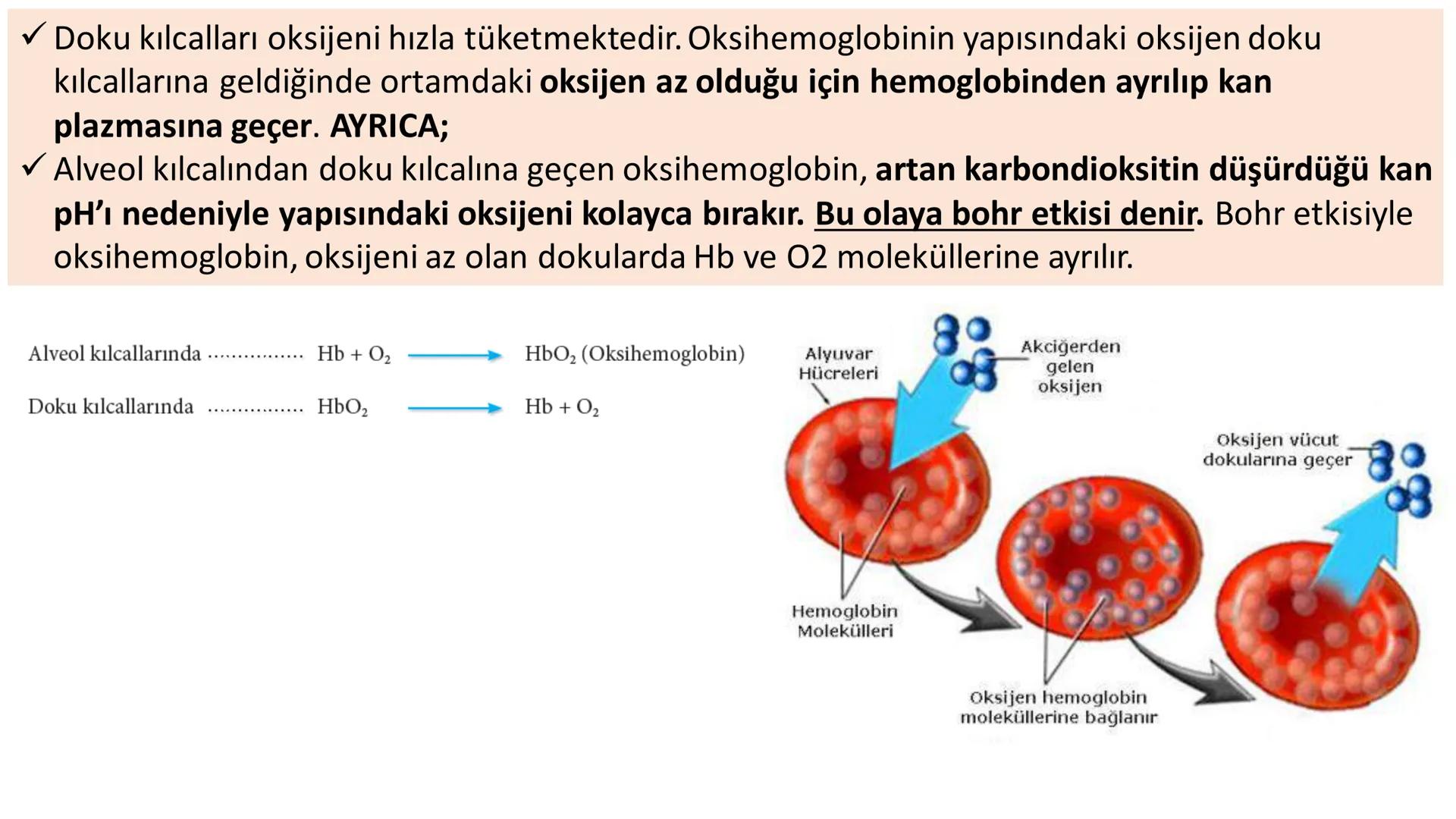 Solunum Sistemi
✓ Hücresel solunum canlı hücreler tarafından enerji üretmek amacıyla gerçekleşen
tepkimeler dizisidir.
■ Solukla alınan hava