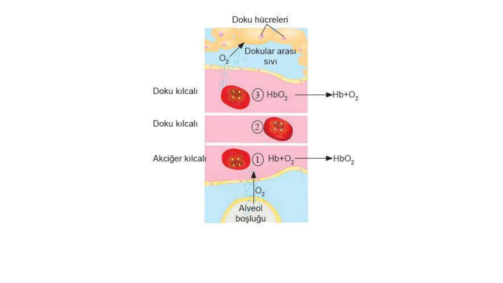 Solunum Sistemi
✓ Hücresel solunum canlı hücreler tarafından enerji üretmek amacıyla gerçekleşen
tepkimeler dizisidir.
■ Solukla alınan hava