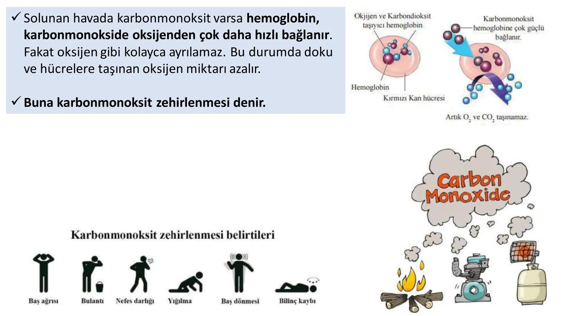 Solunum Sistemi
✓ Hücresel solunum canlı hücreler tarafından enerji üretmek amacıyla gerçekleşen
tepkimeler dizisidir.
■ Solukla alınan hava