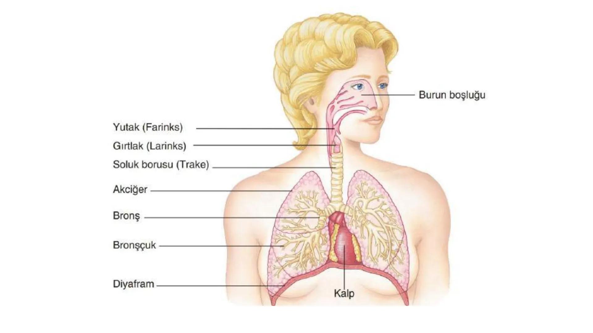 Solunum Sistemi
✓ Hücresel solunum canlı hücreler tarafından enerji üretmek amacıyla gerçekleşen
tepkimeler dizisidir.
■ Solukla alınan hava