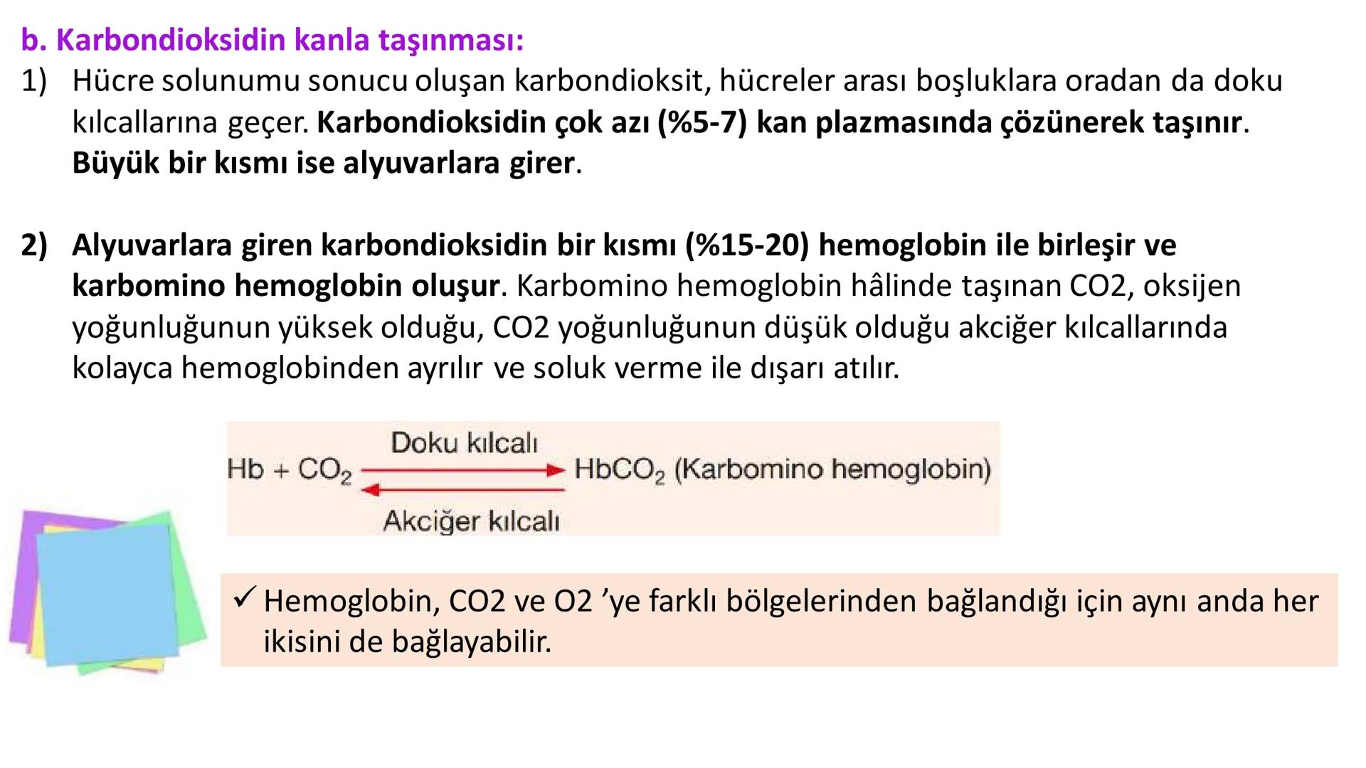 Solunum Sistemi
✓ Hücresel solunum canlı hücreler tarafından enerji üretmek amacıyla gerçekleşen
tepkimeler dizisidir.
■ Solukla alınan hava