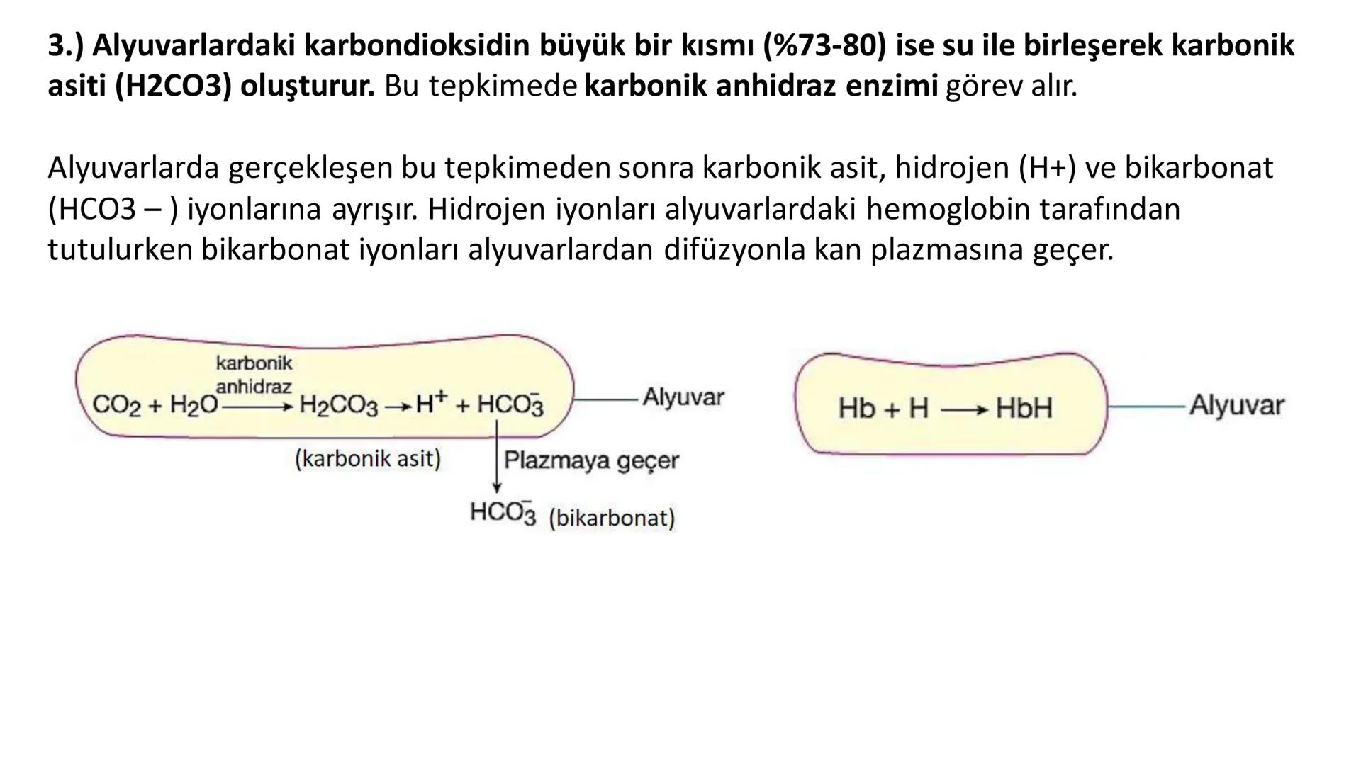 Solunum Sistemi
✓ Hücresel solunum canlı hücreler tarafından enerji üretmek amacıyla gerçekleşen
tepkimeler dizisidir.
■ Solukla alınan hava