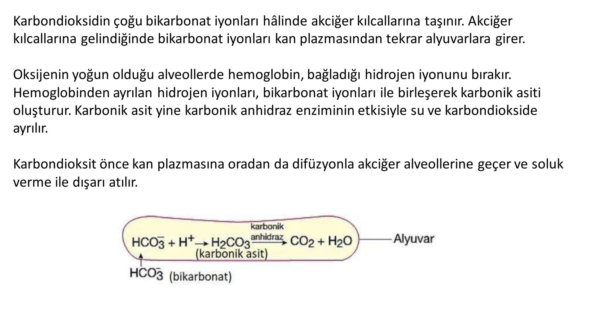 Solunum Sistemi
✓ Hücresel solunum canlı hücreler tarafından enerji üretmek amacıyla gerçekleşen
tepkimeler dizisidir.
■ Solukla alınan hava