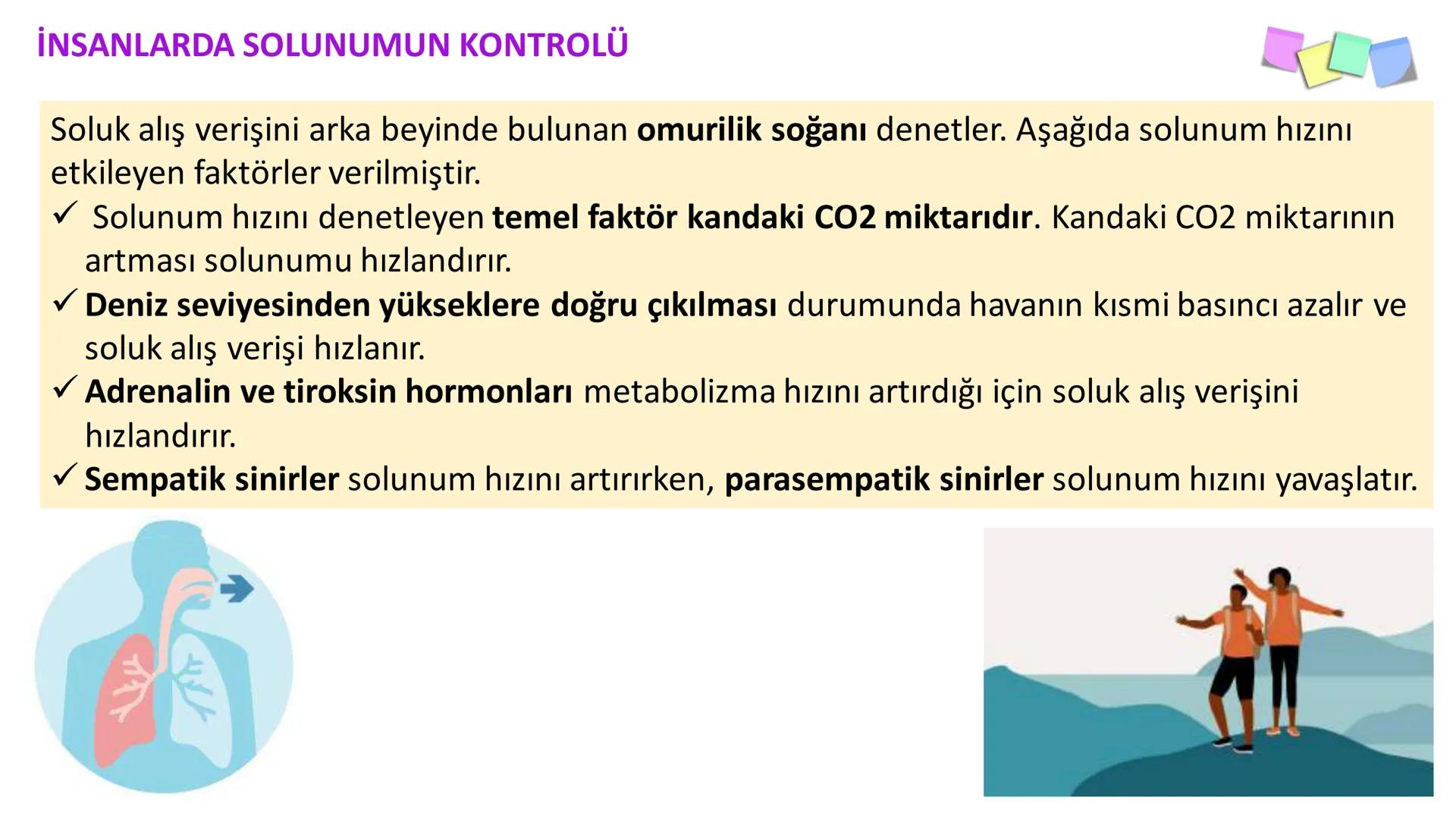 Solunum Sistemi
✓ Hücresel solunum canlı hücreler tarafından enerji üretmek amacıyla gerçekleşen
tepkimeler dizisidir.
■ Solukla alınan hava