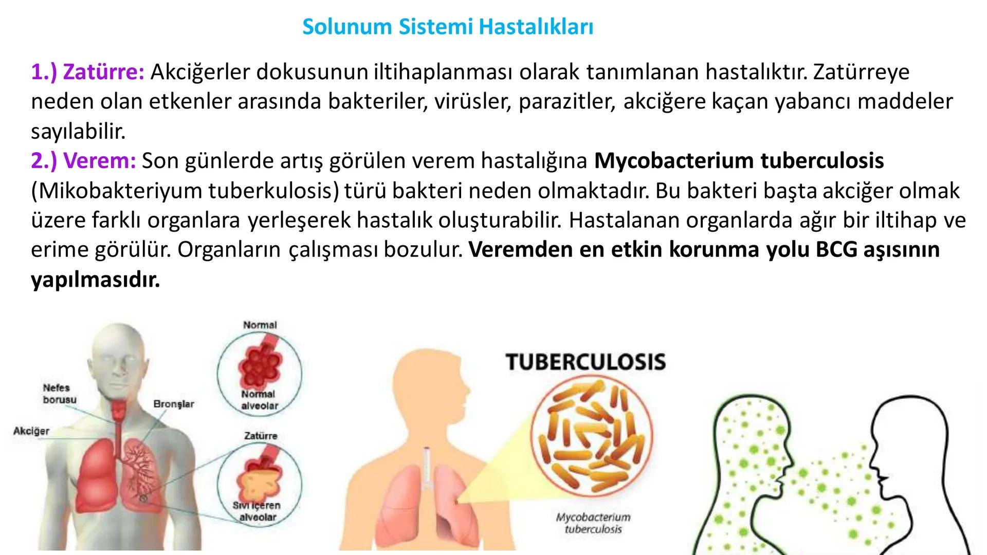 Solunum Sistemi
✓ Hücresel solunum canlı hücreler tarafından enerji üretmek amacıyla gerçekleşen
tepkimeler dizisidir.
■ Solukla alınan hava