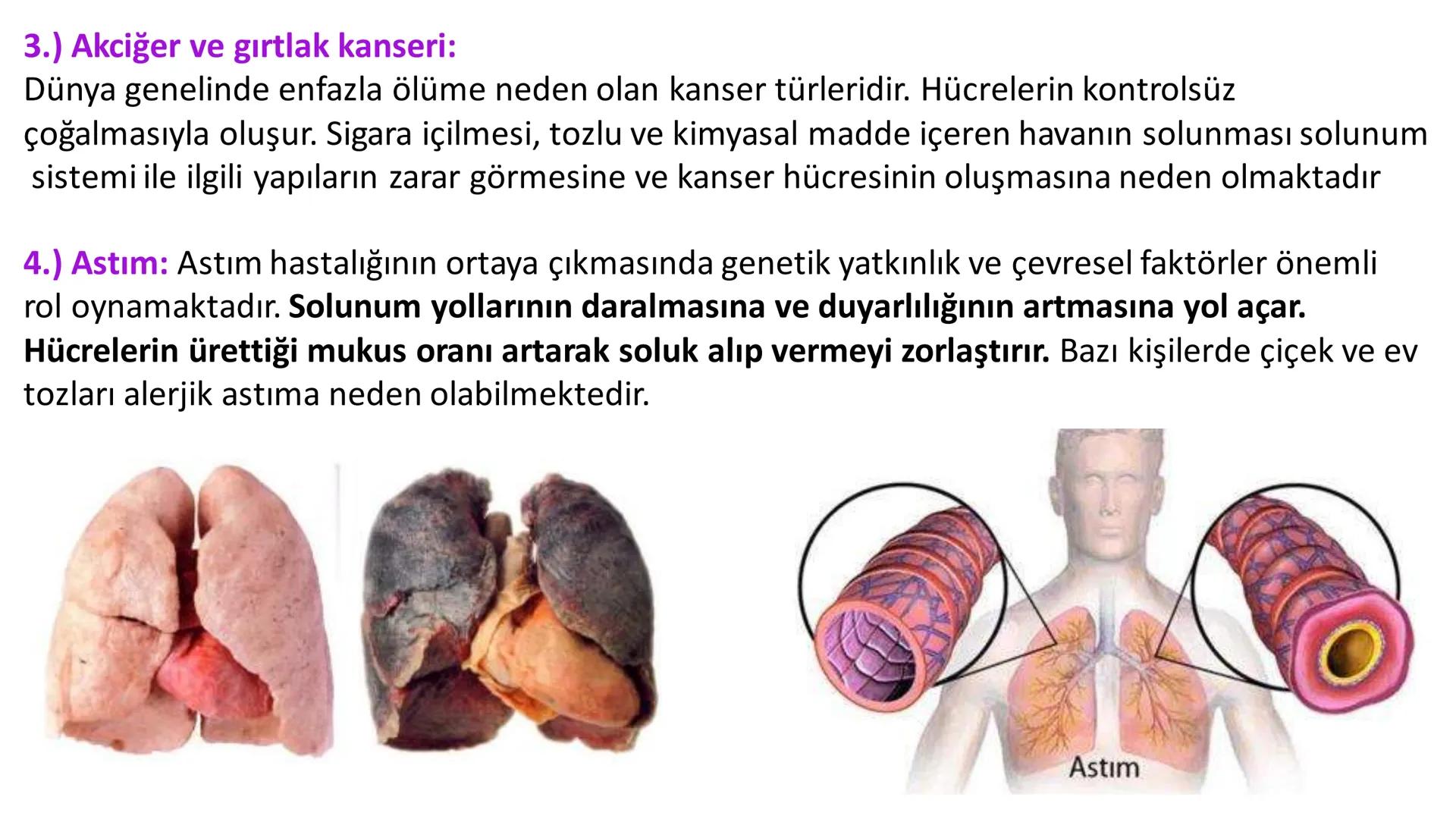 Solunum Sistemi
✓ Hücresel solunum canlı hücreler tarafından enerji üretmek amacıyla gerçekleşen
tepkimeler dizisidir.
■ Solukla alınan hava