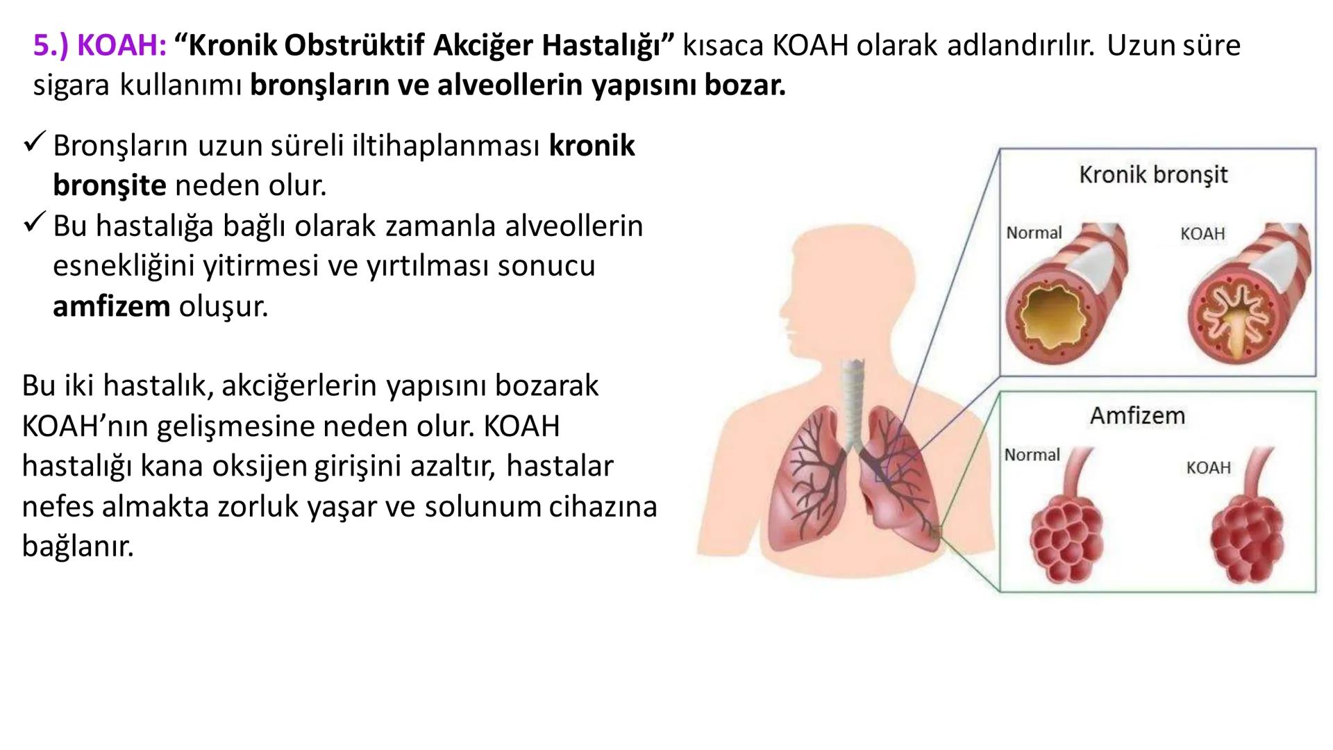 Solunum Sistemi
✓ Hücresel solunum canlı hücreler tarafından enerji üretmek amacıyla gerçekleşen
tepkimeler dizisidir.
■ Solukla alınan hava