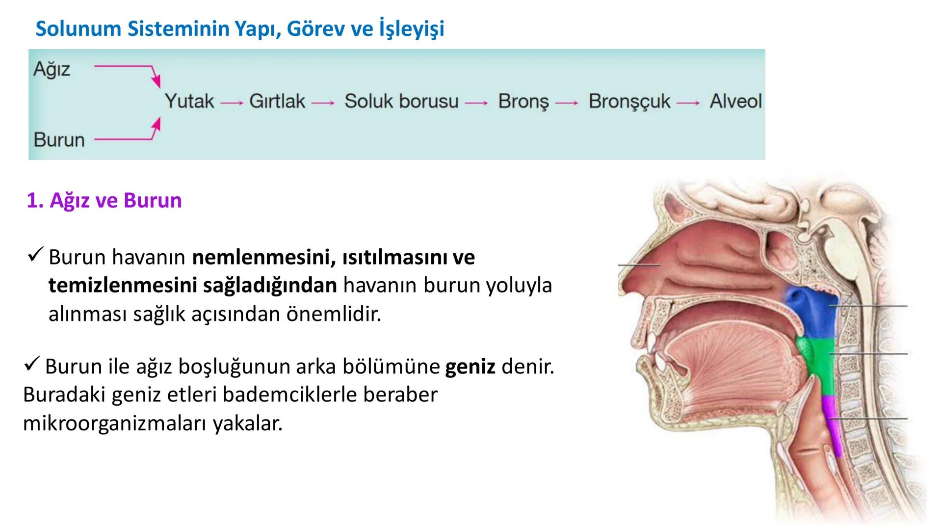 Solunum Sistemi
✓ Hücresel solunum canlı hücreler tarafından enerji üretmek amacıyla gerçekleşen
tepkimeler dizisidir.
■ Solukla alınan hava