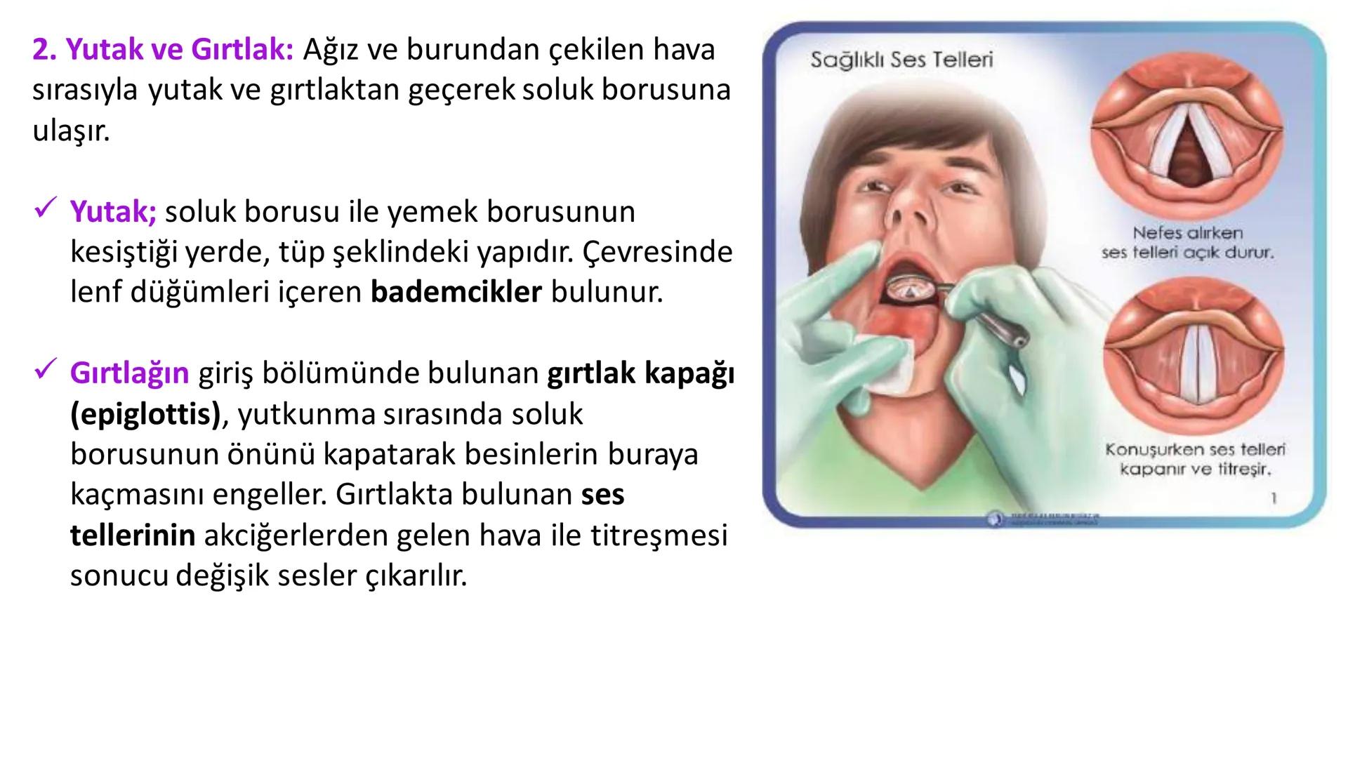 Solunum Sistemi
✓ Hücresel solunum canlı hücreler tarafından enerji üretmek amacıyla gerçekleşen
tepkimeler dizisidir.
■ Solukla alınan hava