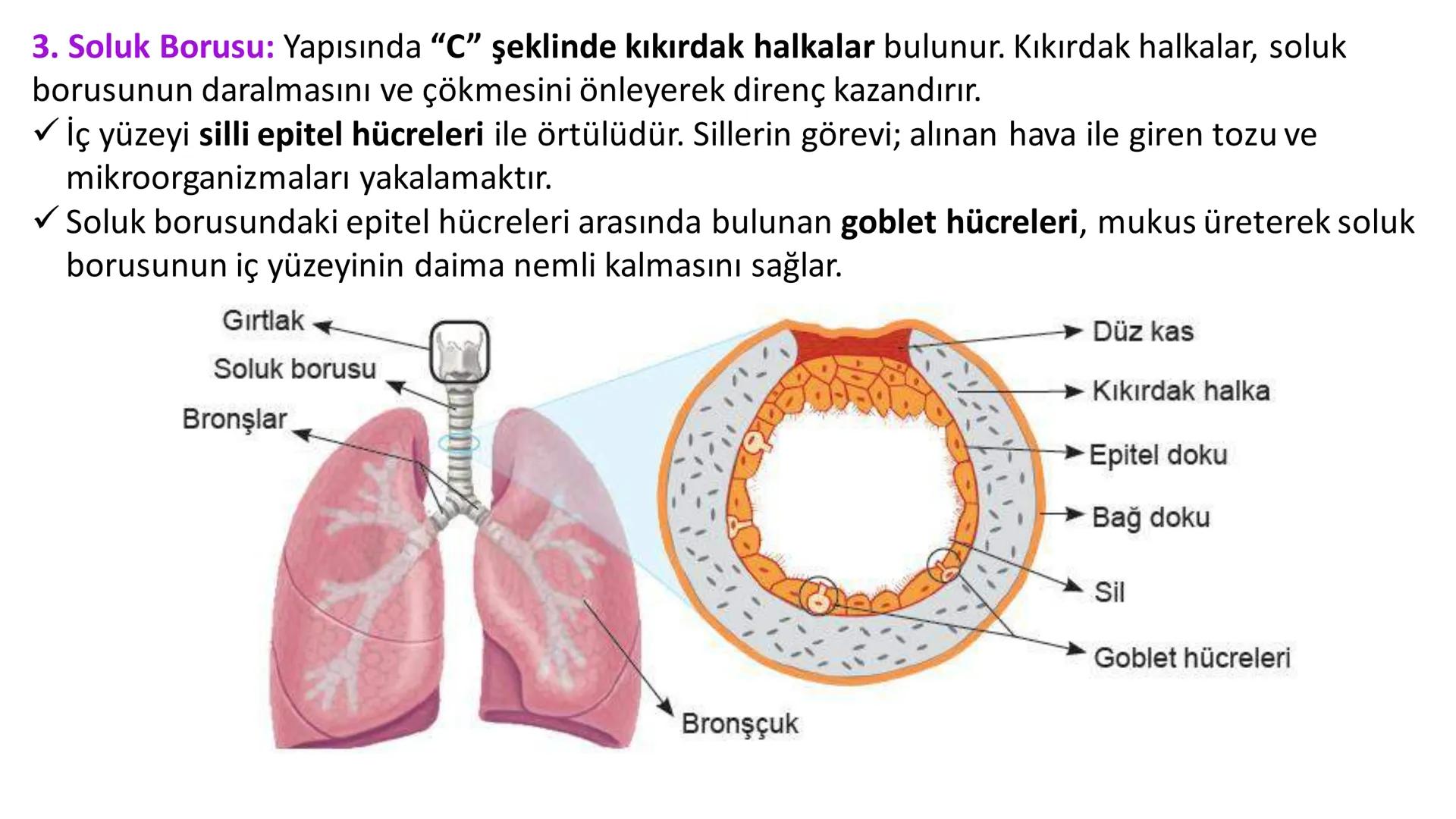 Solunum Sistemi
✓ Hücresel solunum canlı hücreler tarafından enerji üretmek amacıyla gerçekleşen
tepkimeler dizisidir.
■ Solukla alınan hava