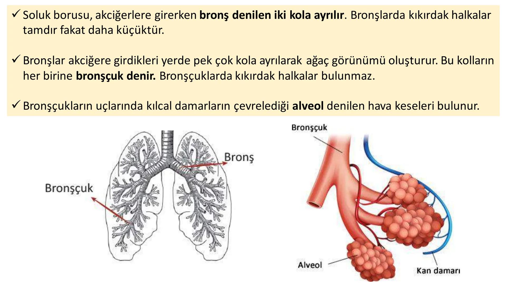 Solunum Sistemi
✓ Hücresel solunum canlı hücreler tarafından enerji üretmek amacıyla gerçekleşen
tepkimeler dizisidir.
■ Solukla alınan hava