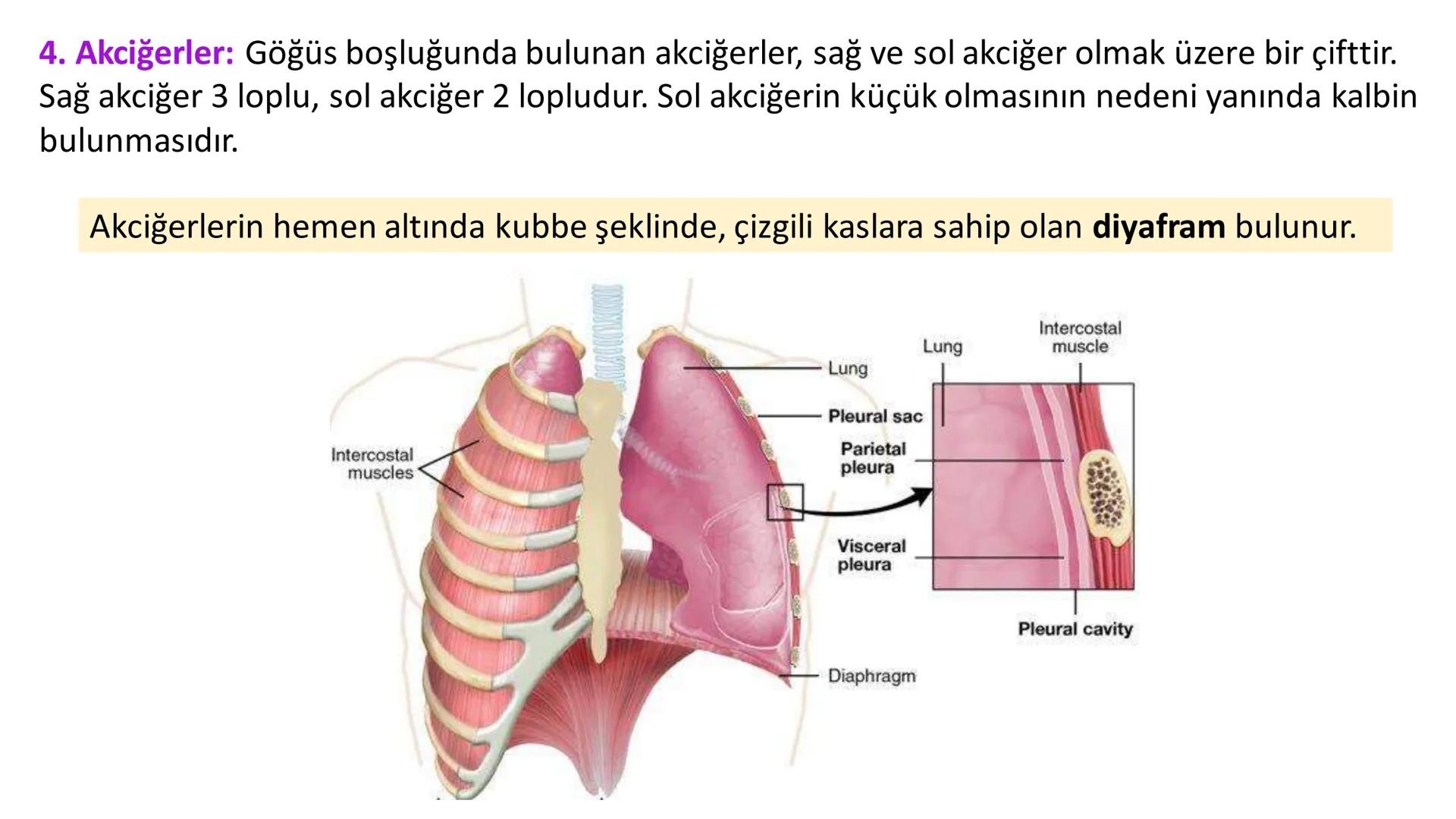 Solunum Sistemi
✓ Hücresel solunum canlı hücreler tarafından enerji üretmek amacıyla gerçekleşen
tepkimeler dizisidir.
■ Solukla alınan hava