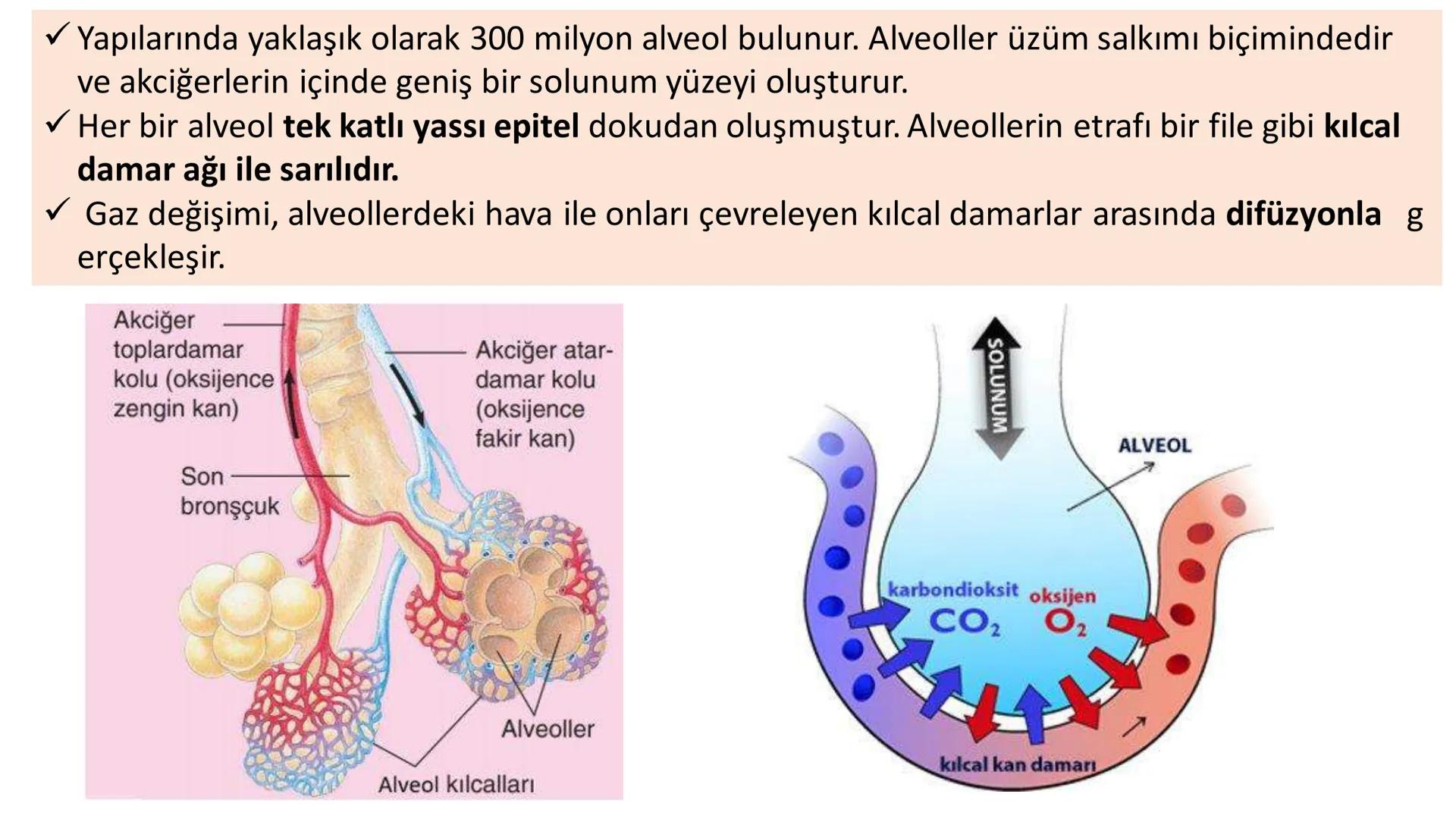 Solunum Sistemi
✓ Hücresel solunum canlı hücreler tarafından enerji üretmek amacıyla gerçekleşen
tepkimeler dizisidir.
■ Solukla alınan hava